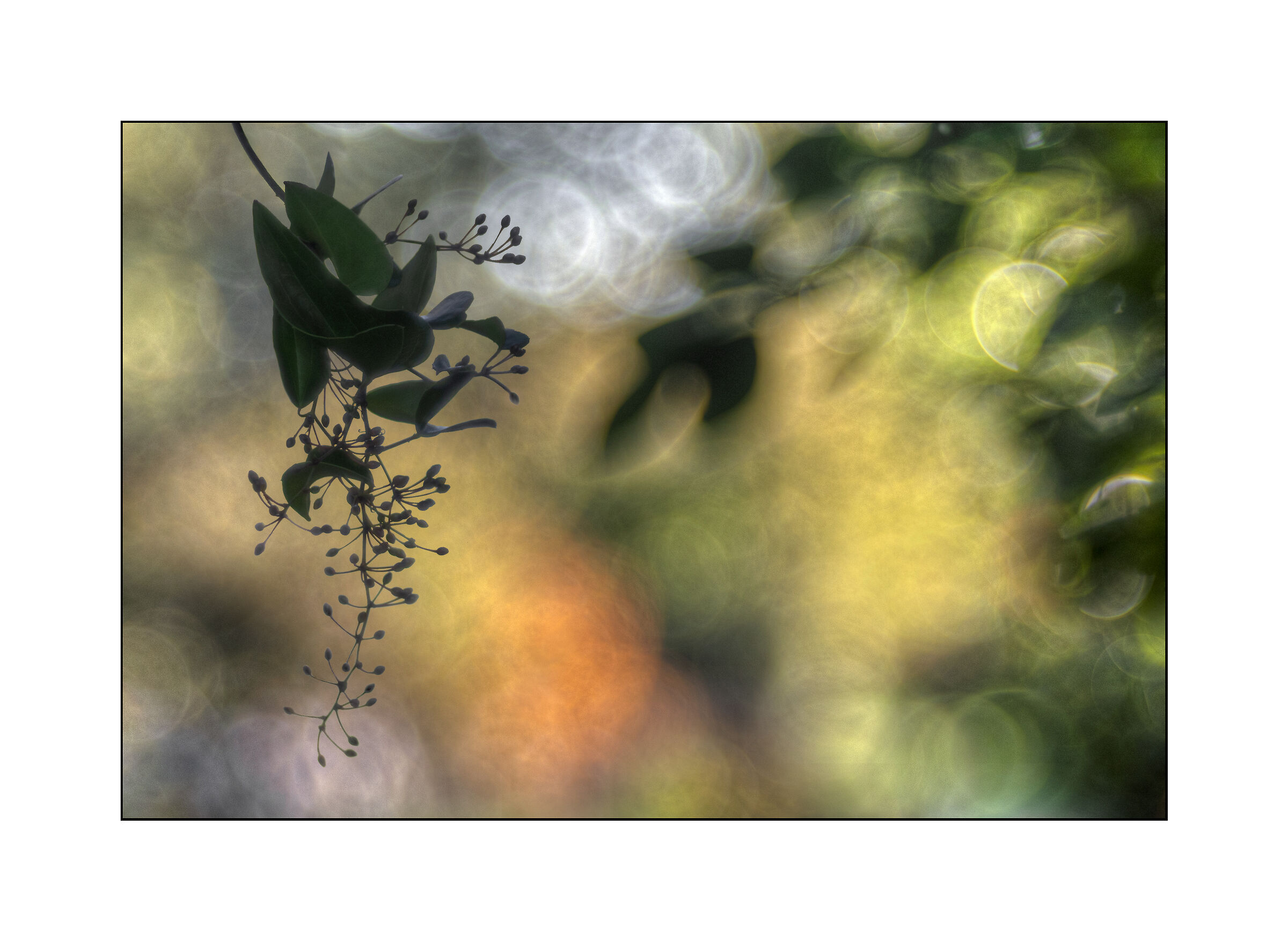 smilax aspera in controluce