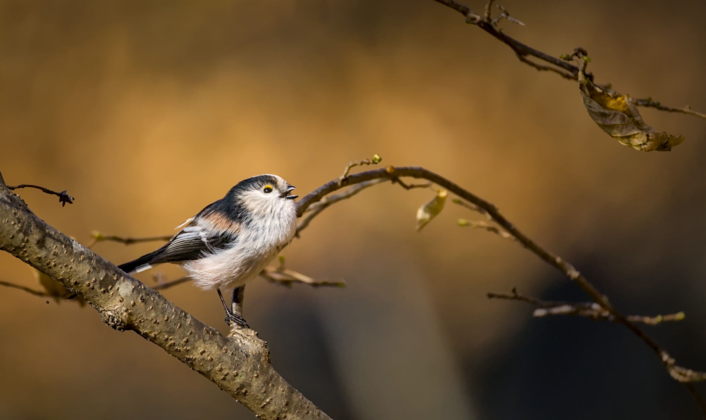 Long-tailed