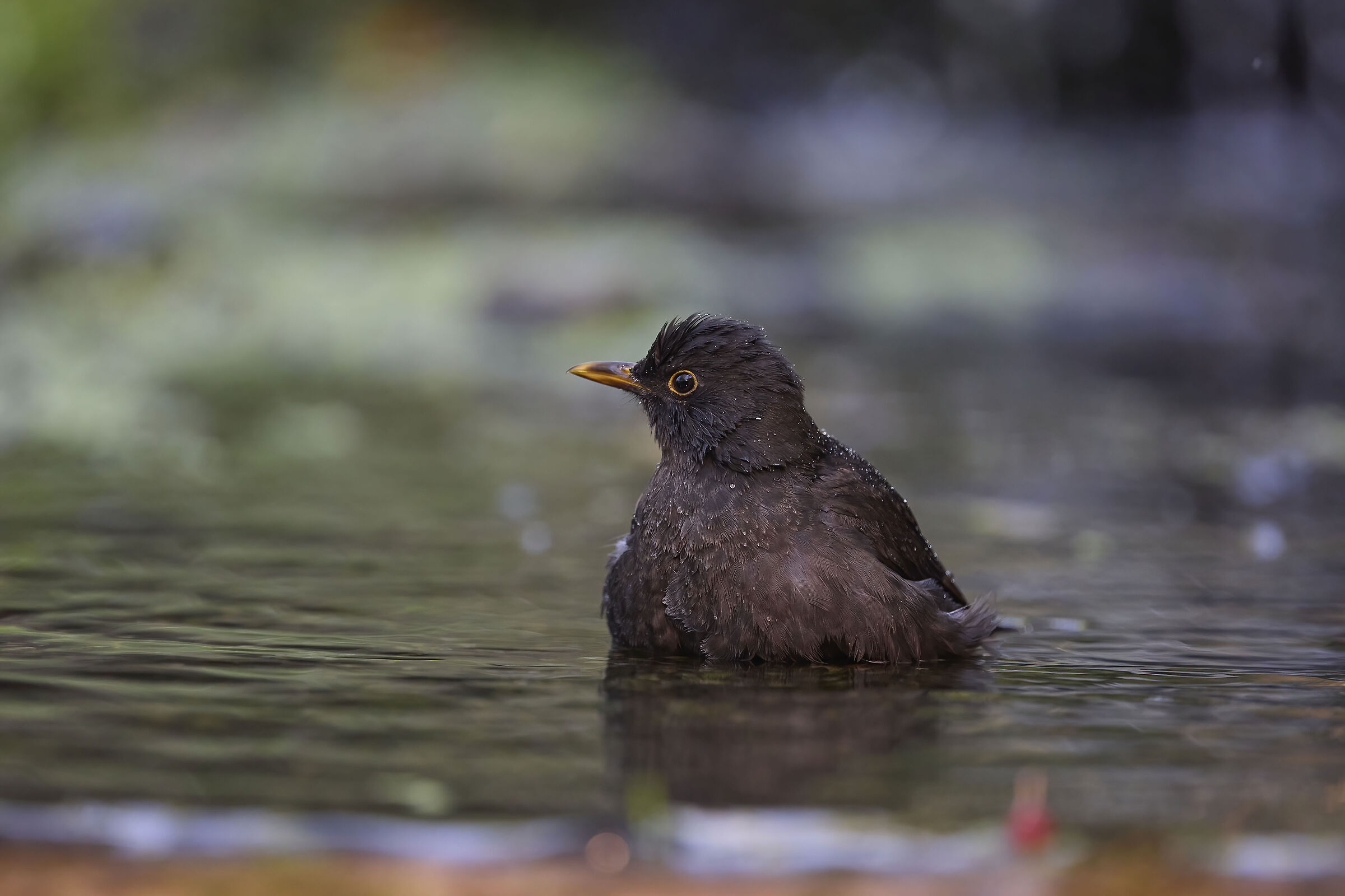 An ordinary visitor to our gardens