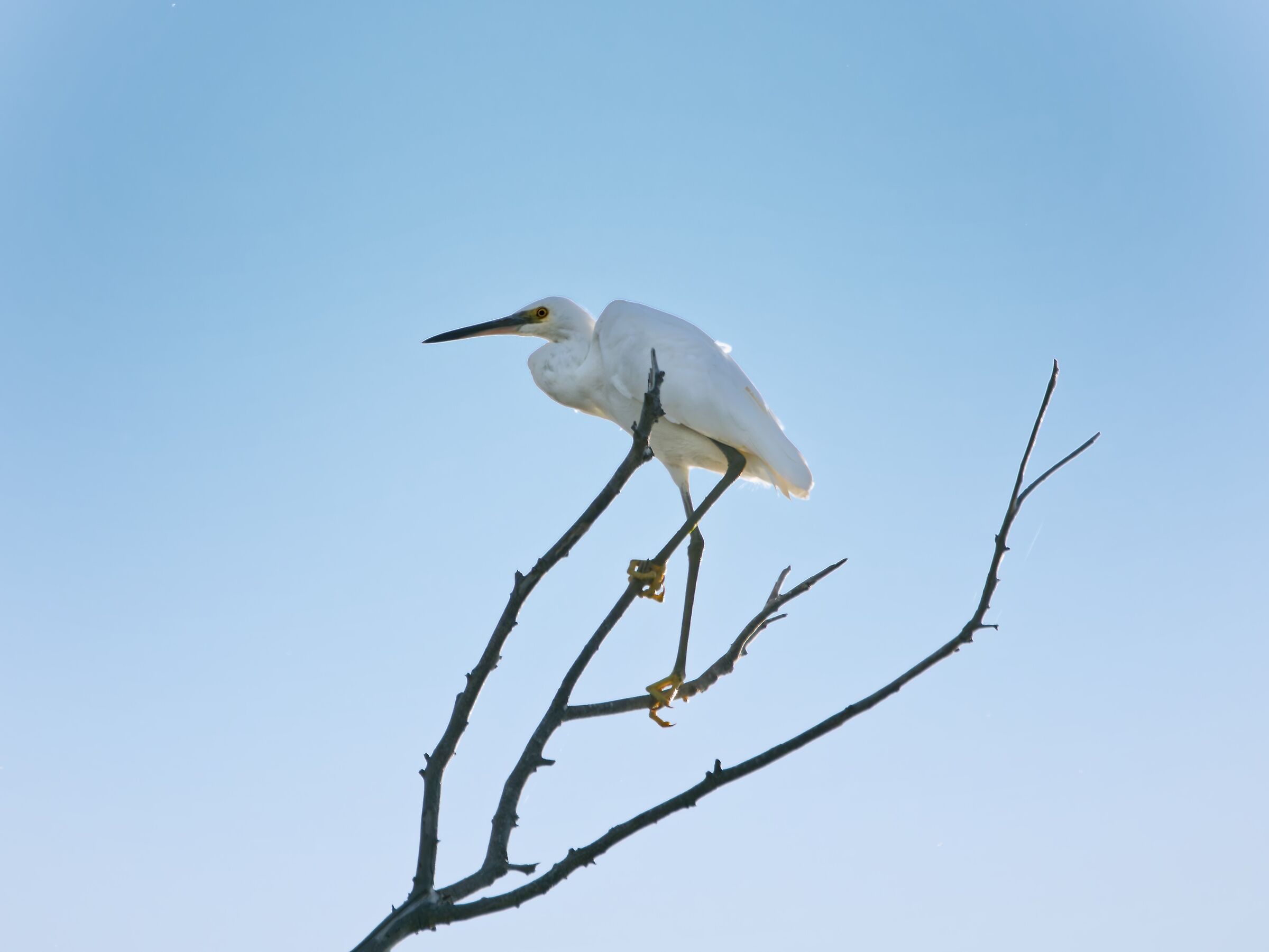 Egret on roost