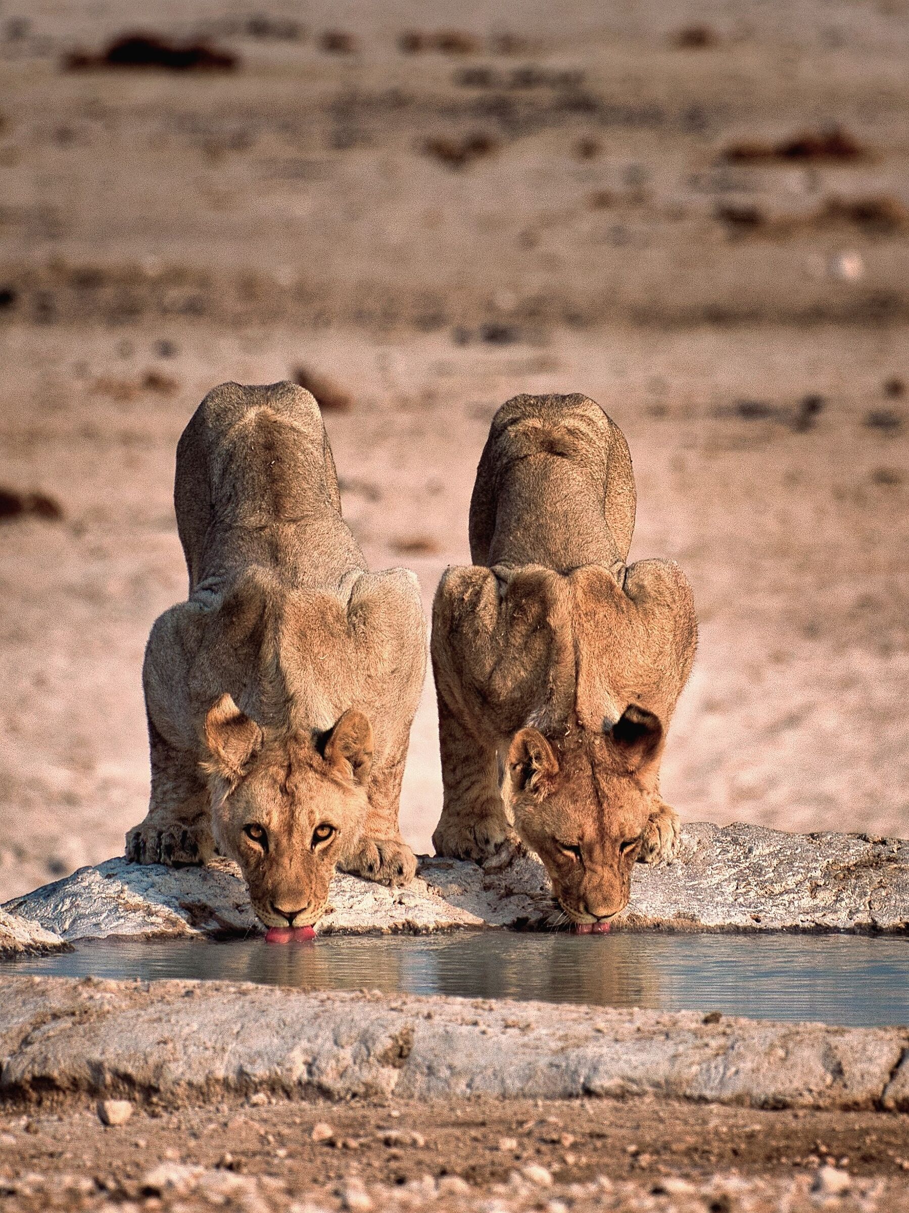 The sip and the look