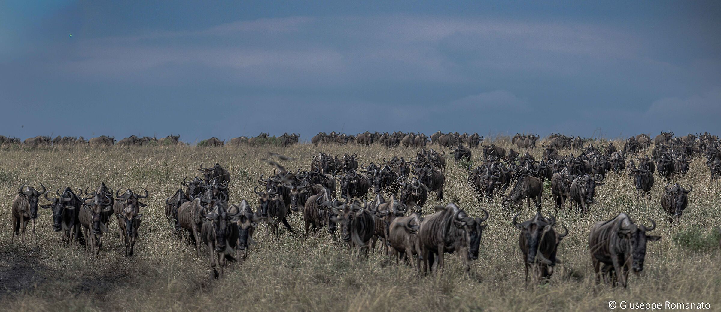 La grande migrazione