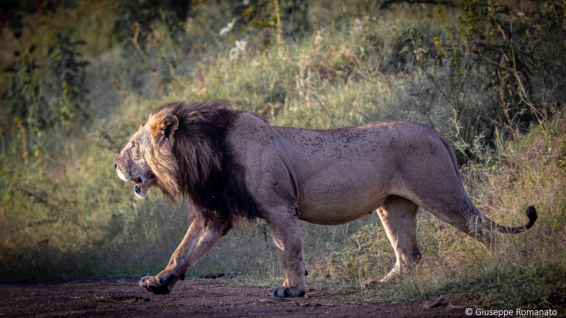 Attraverso la strada