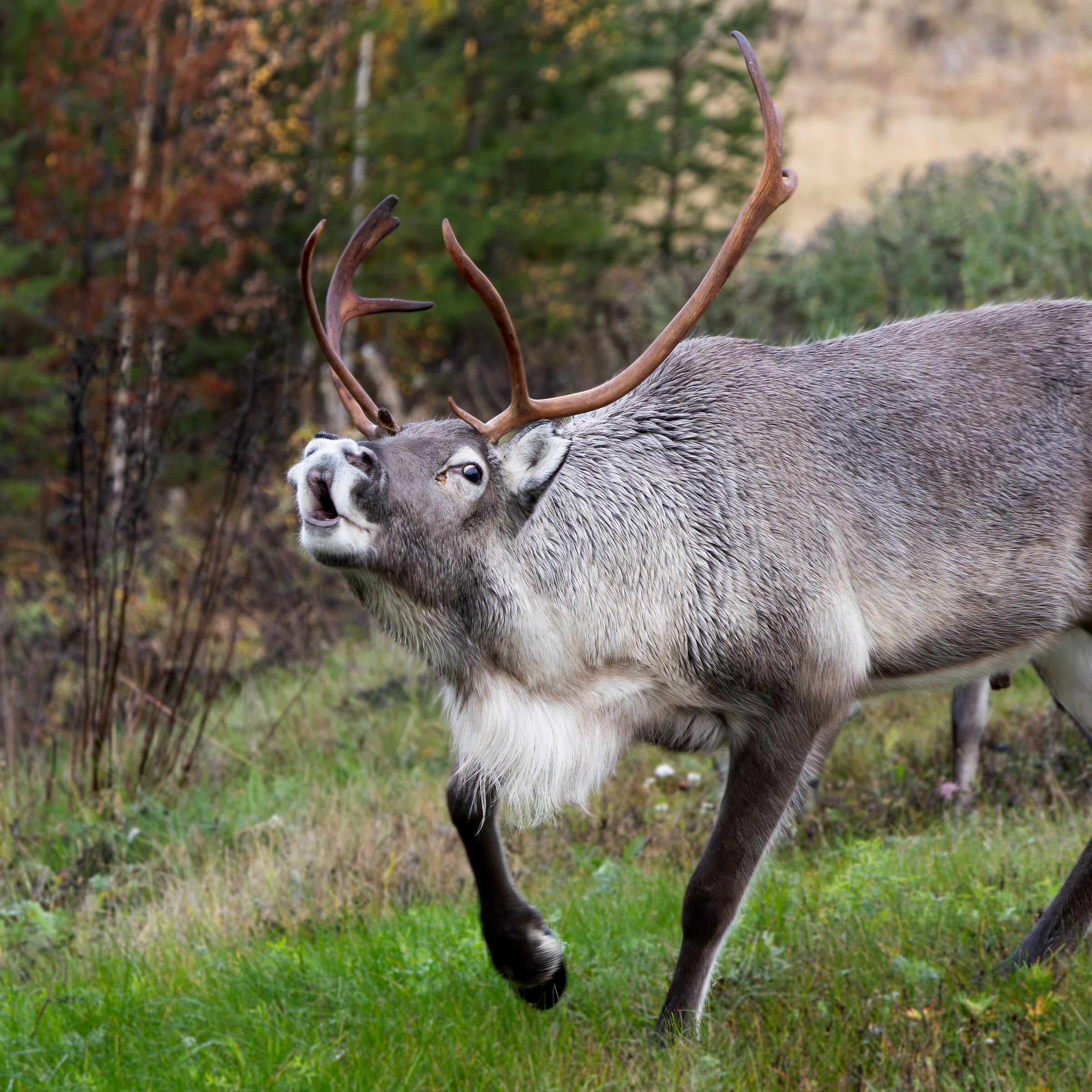 Reindeer (adult male)
