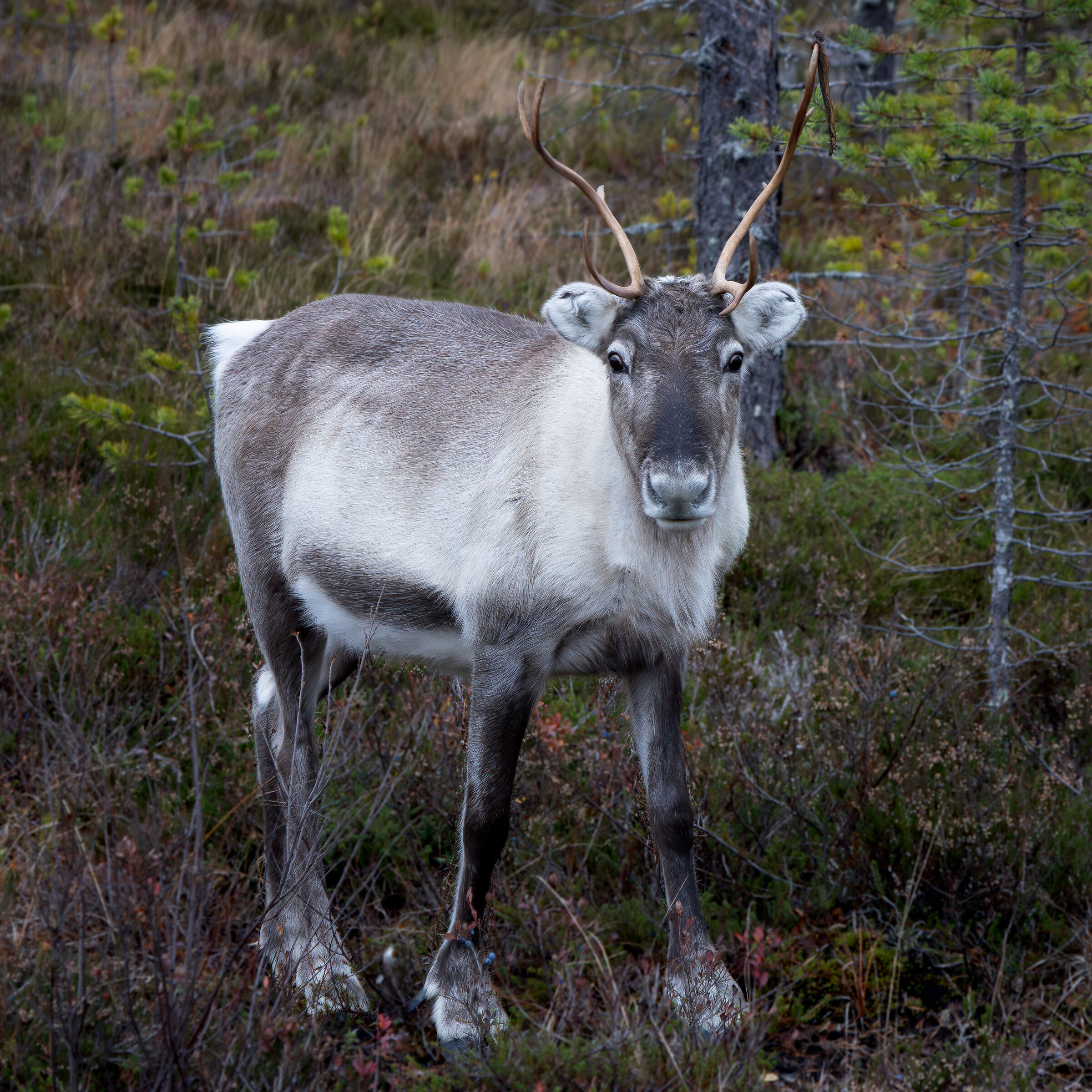 Reindeer 3