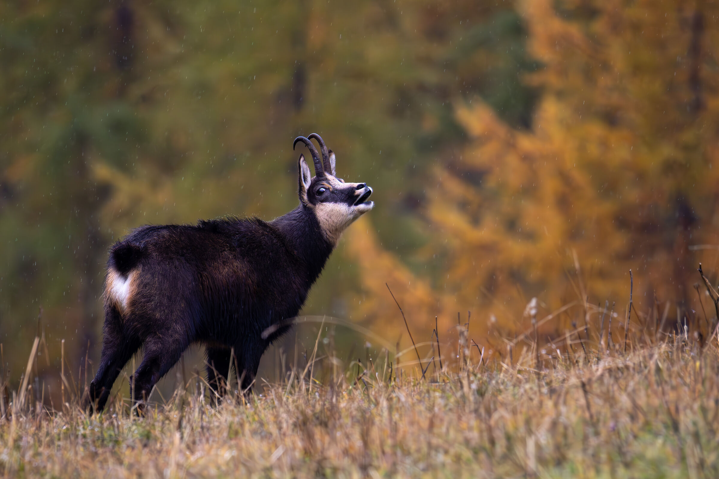 Alpine chamois (male)