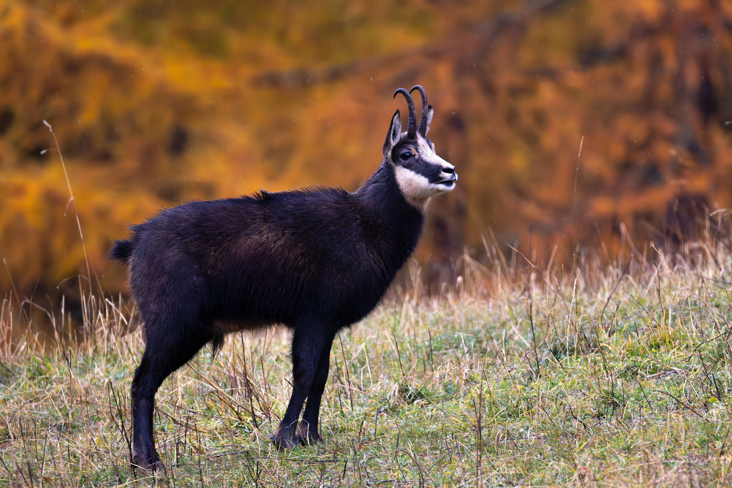 Chamois