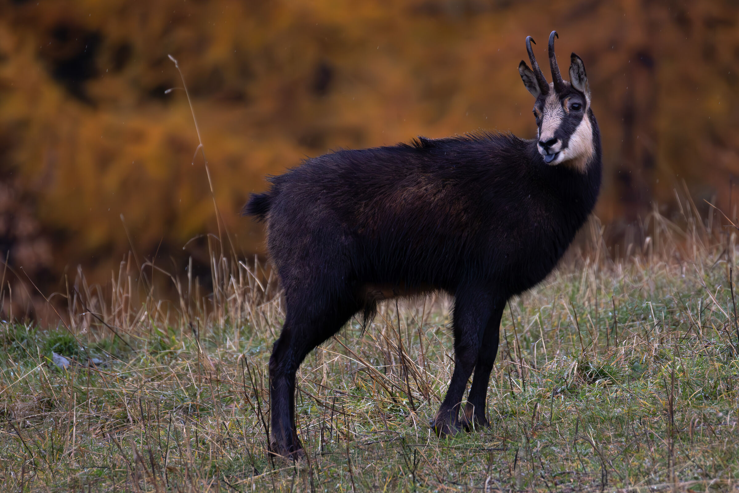 alpine chamois... and tongue!