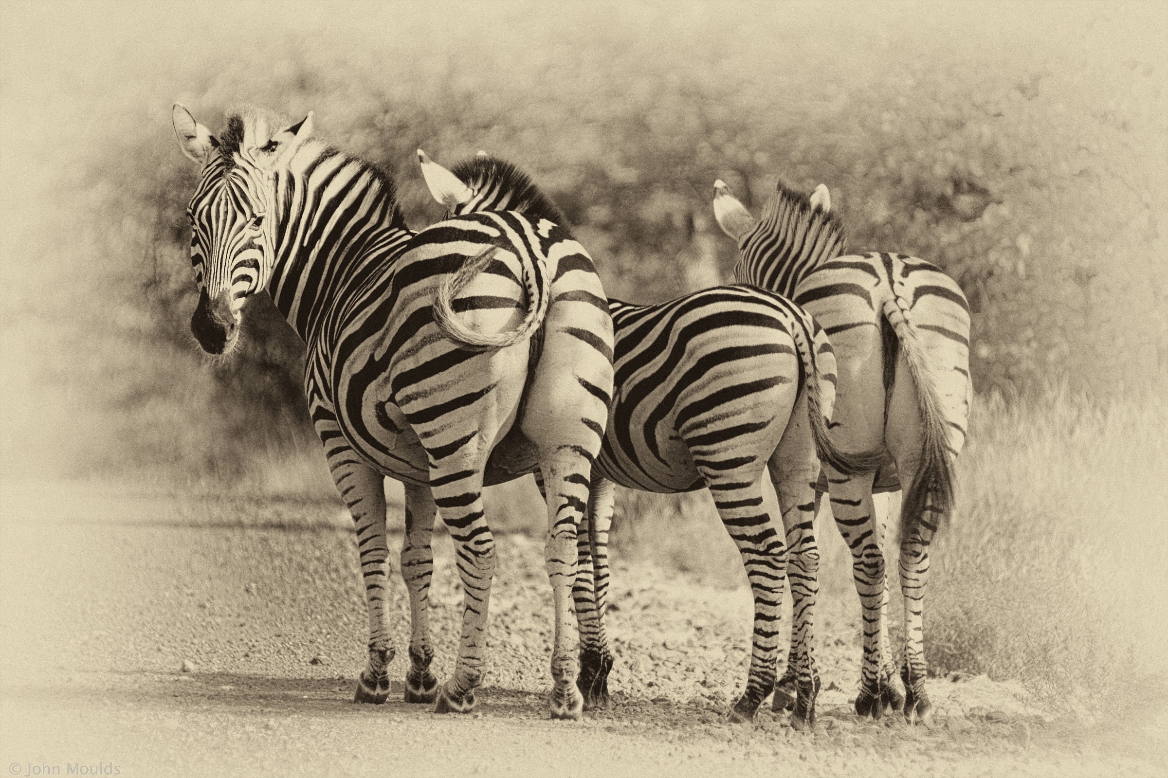 Zebra...