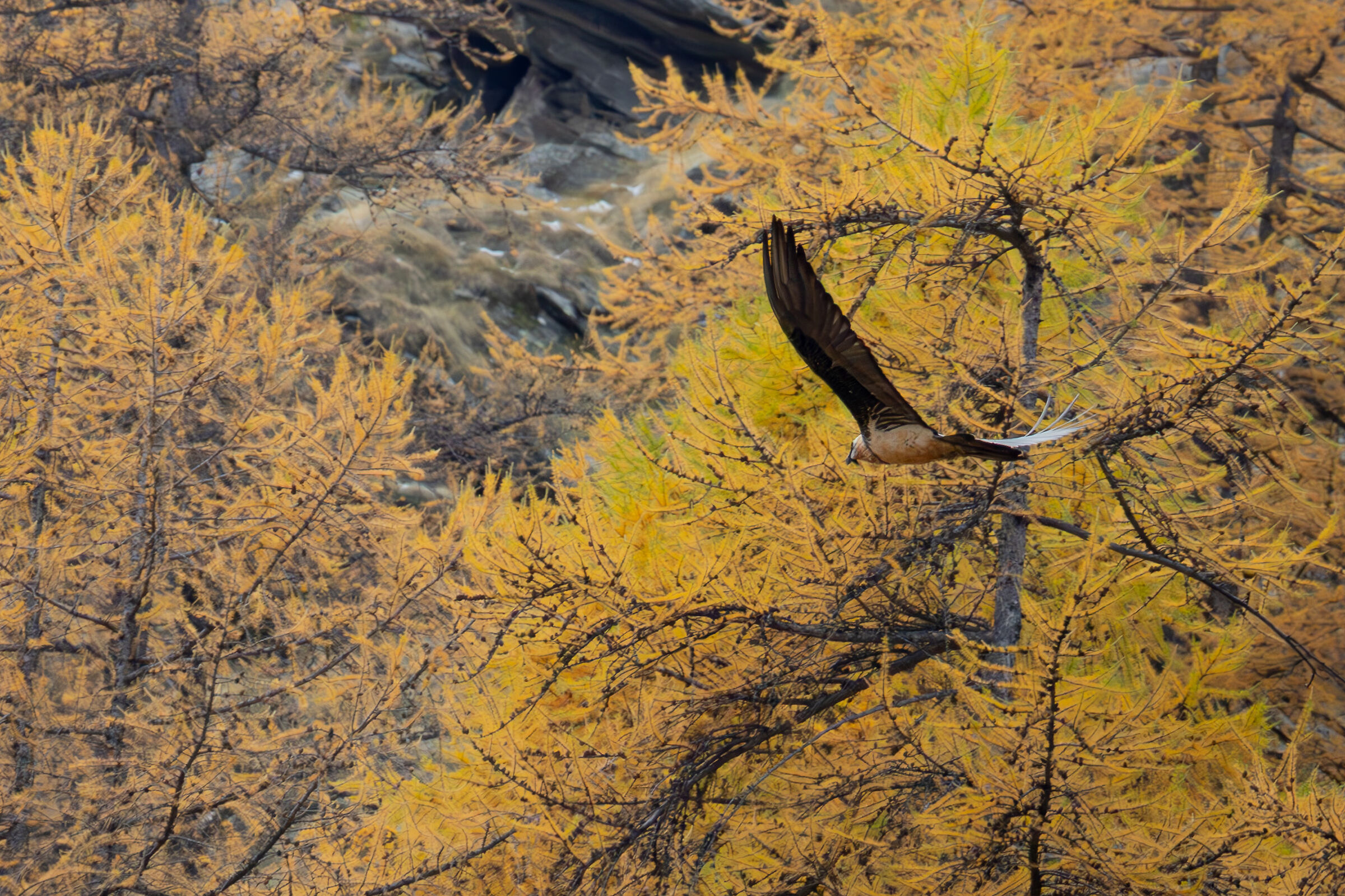 Bearded vulture among the larches