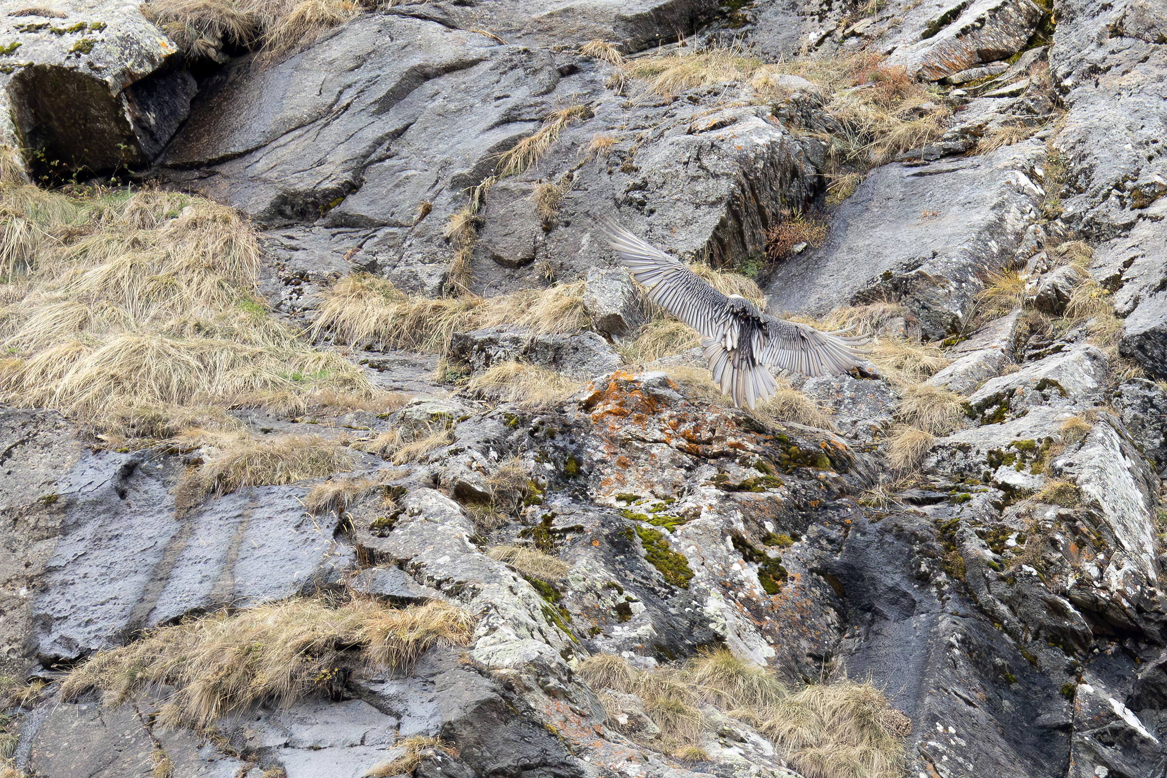 Mimicry... Bearded Vulture