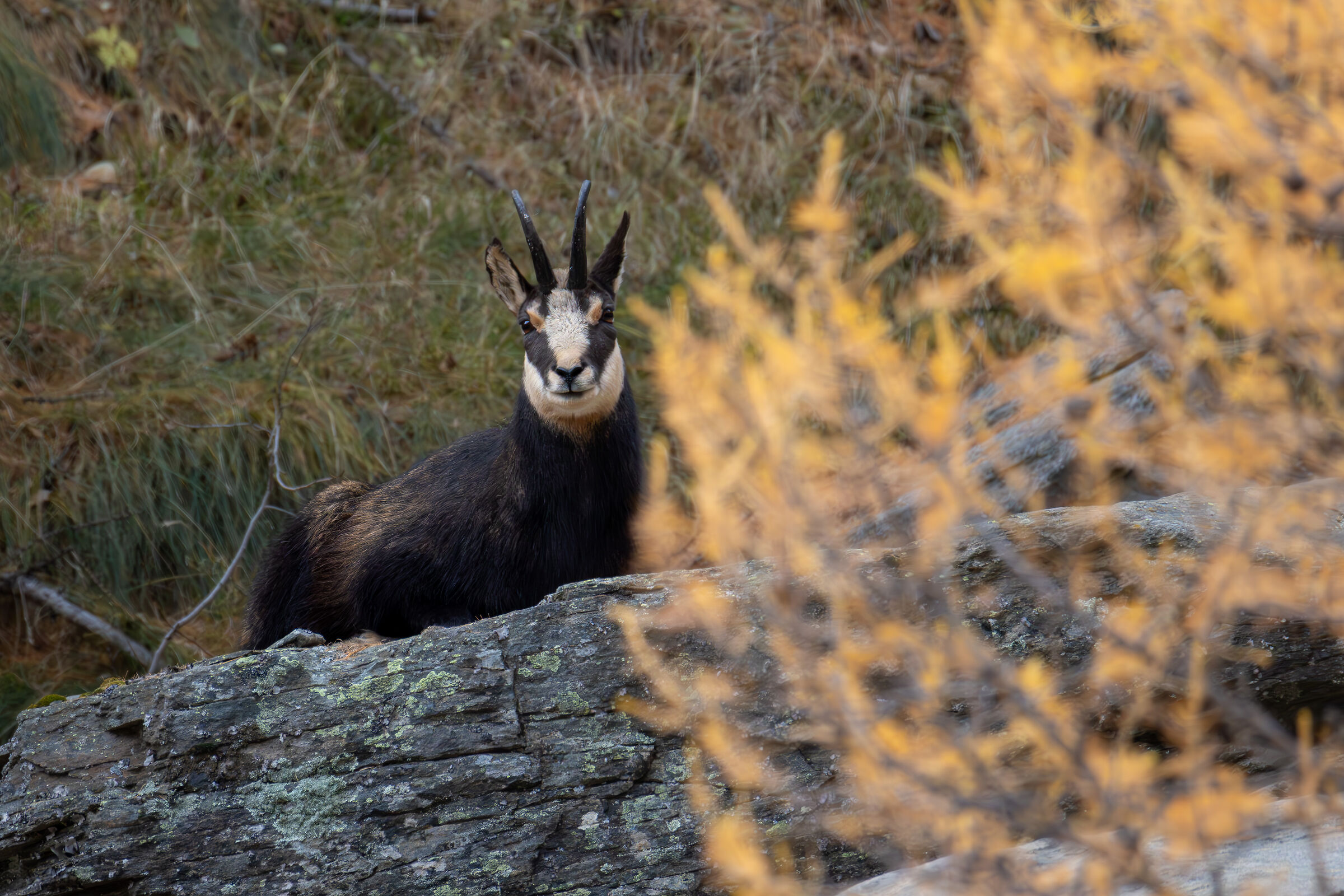 Alpine chamois among larches