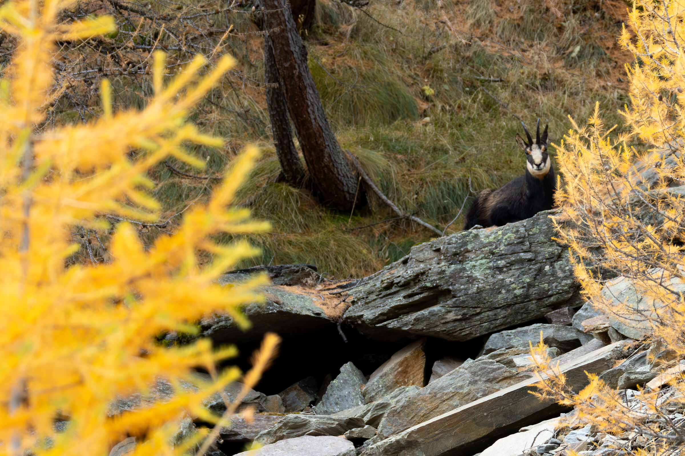 Alpine chamois among larches 2