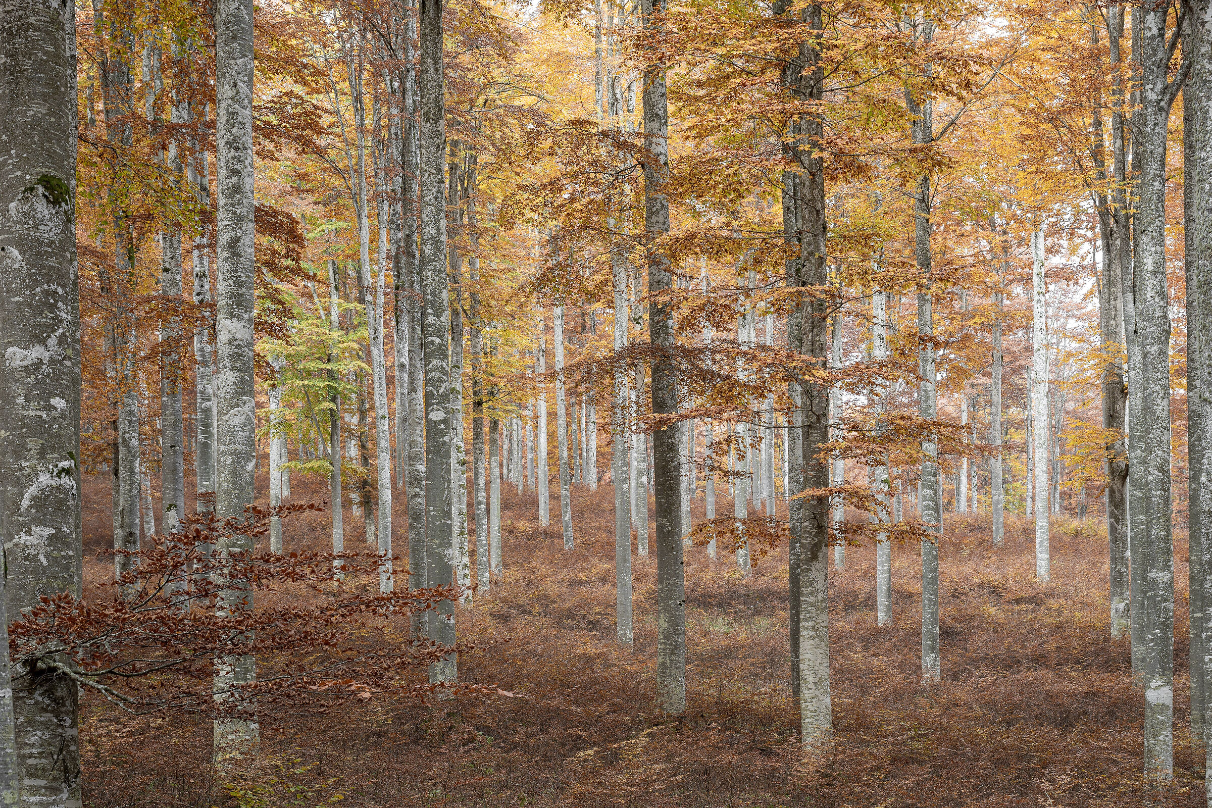Autumn palette