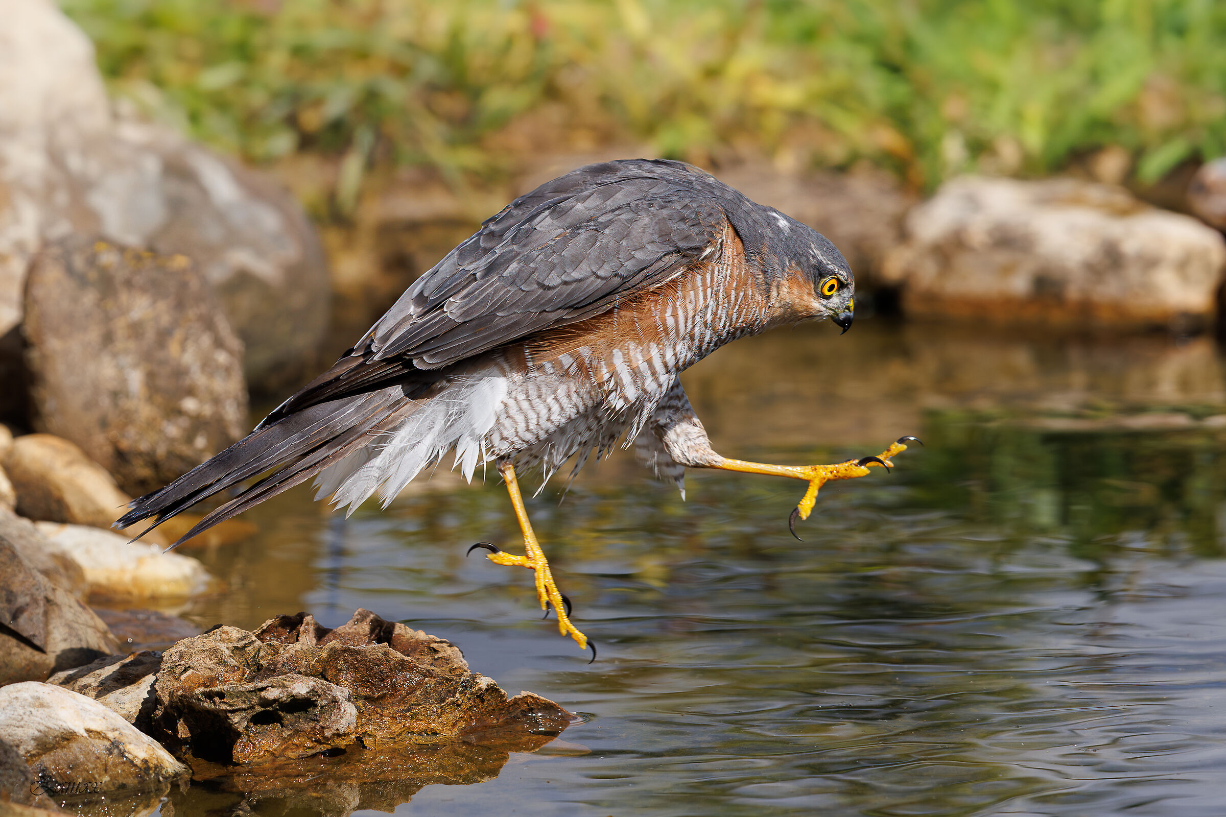 Sparrowhawk