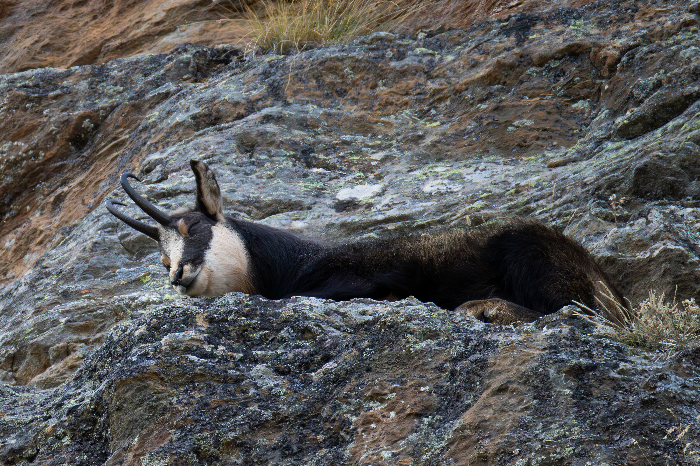 A little relaxation... Alpine chamois