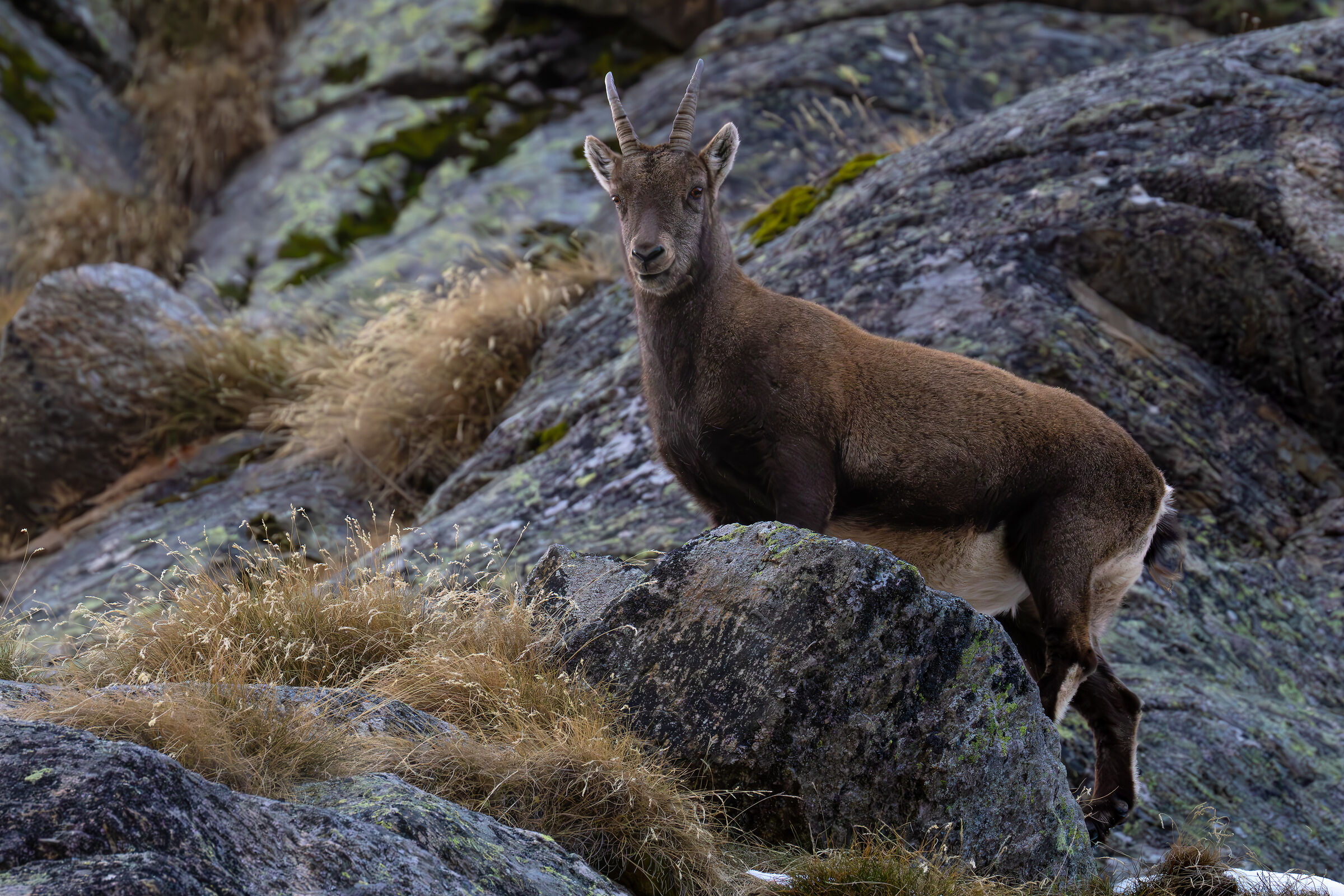 Ibex (young female)