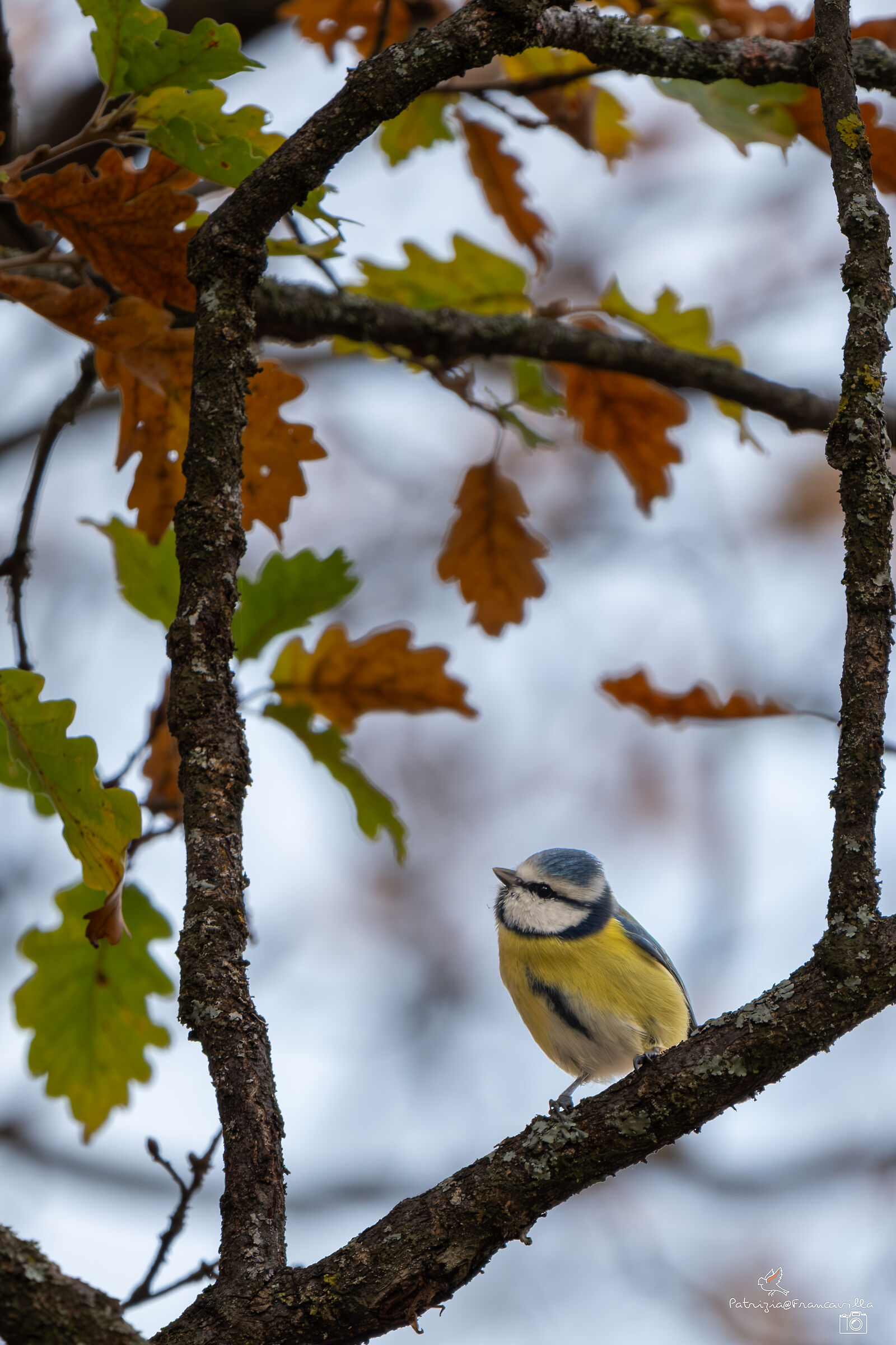 la cinciarella incorniciata