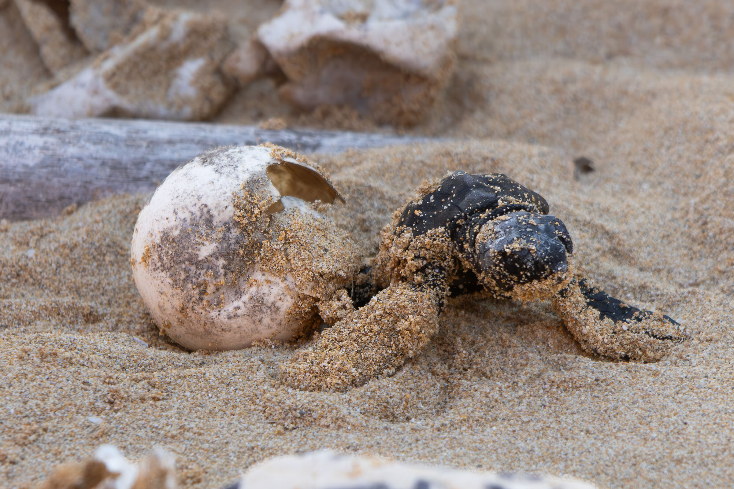 Just born... Caretta caretta