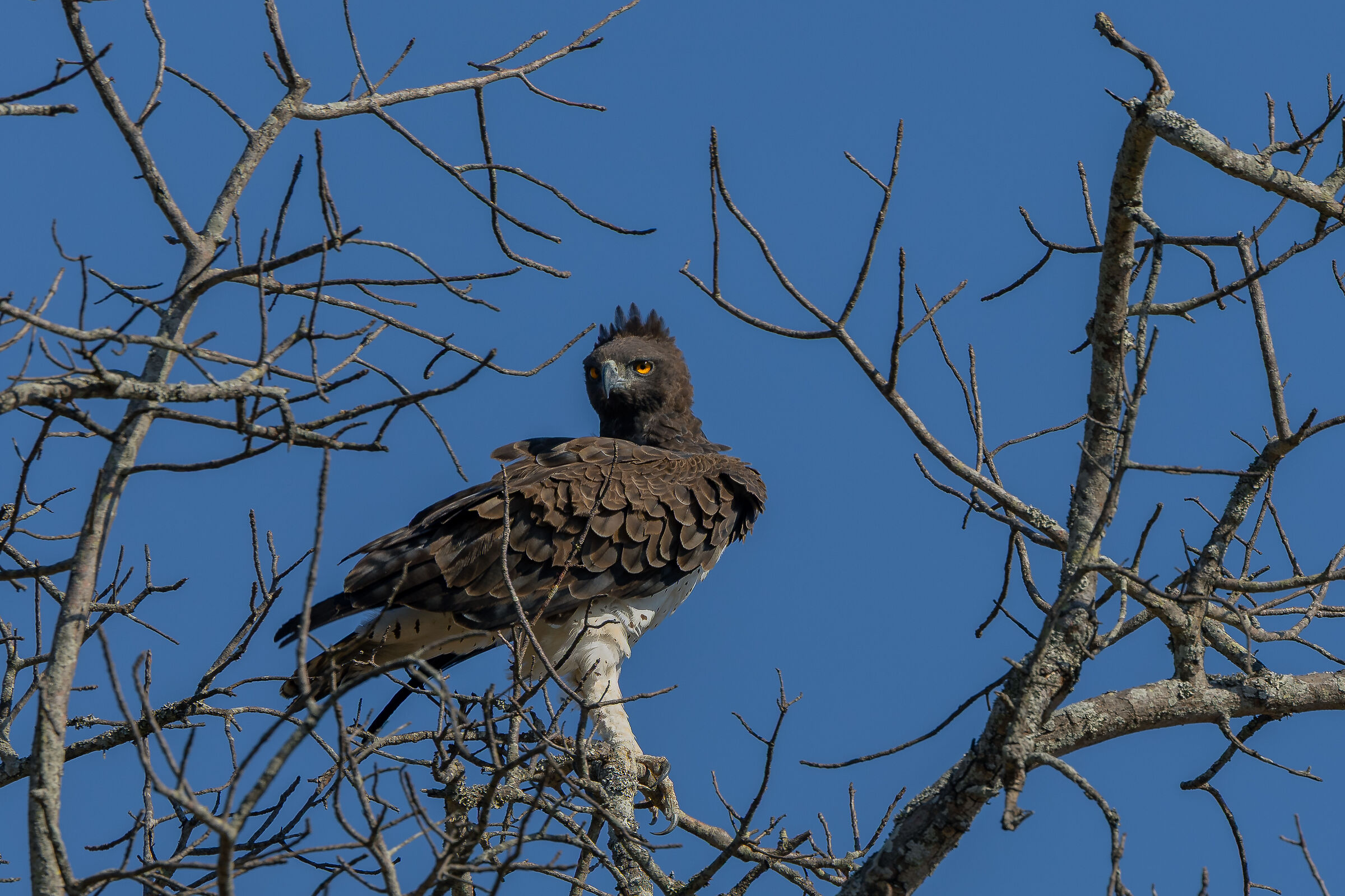 Martial Eagle