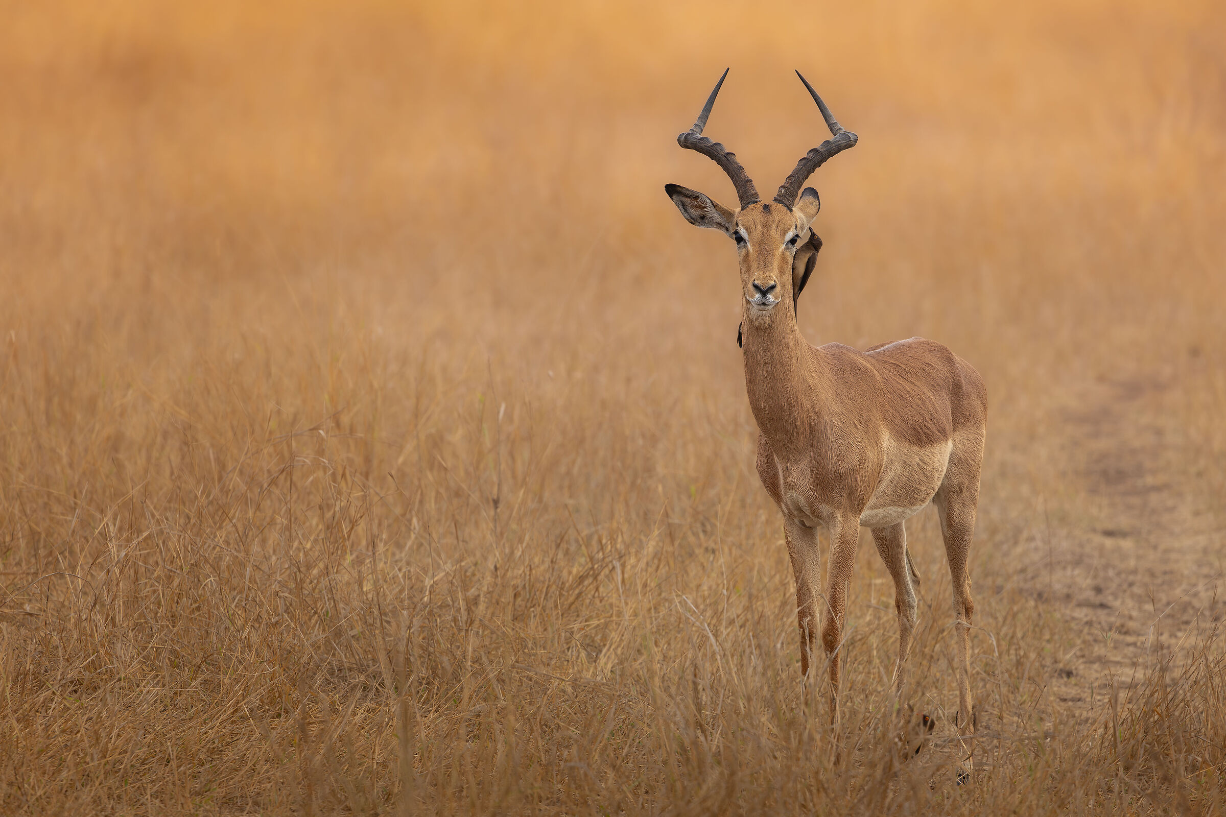 Impala at sunset
