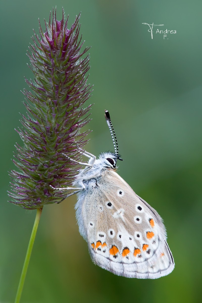 Polyommatus agestis.
