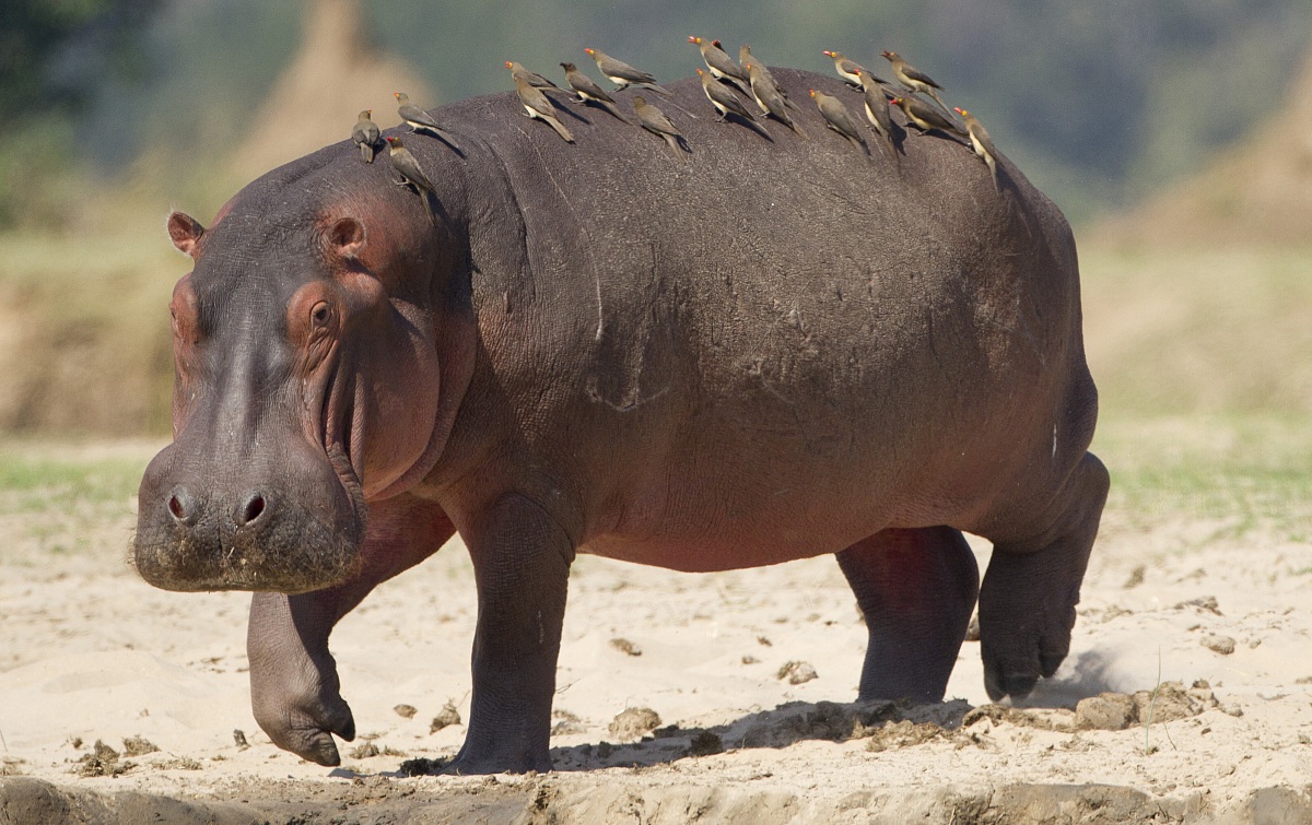 Hippo