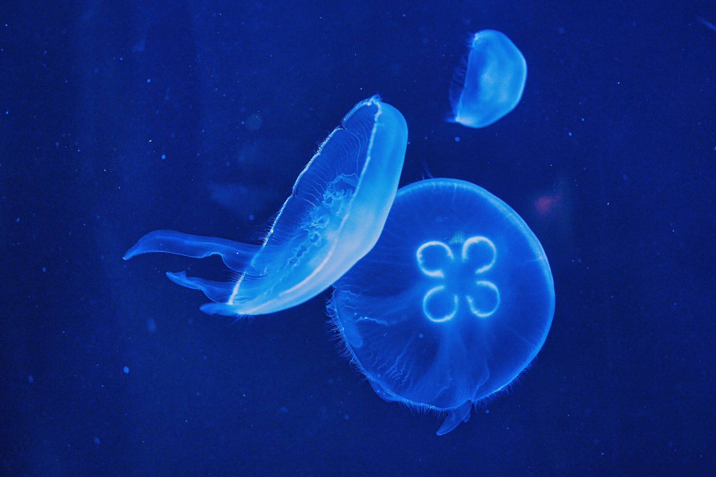 Meduse Dubaiane