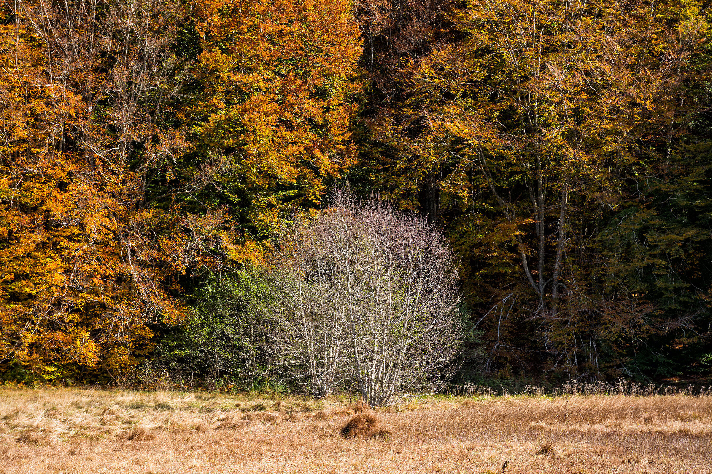 The bare tree