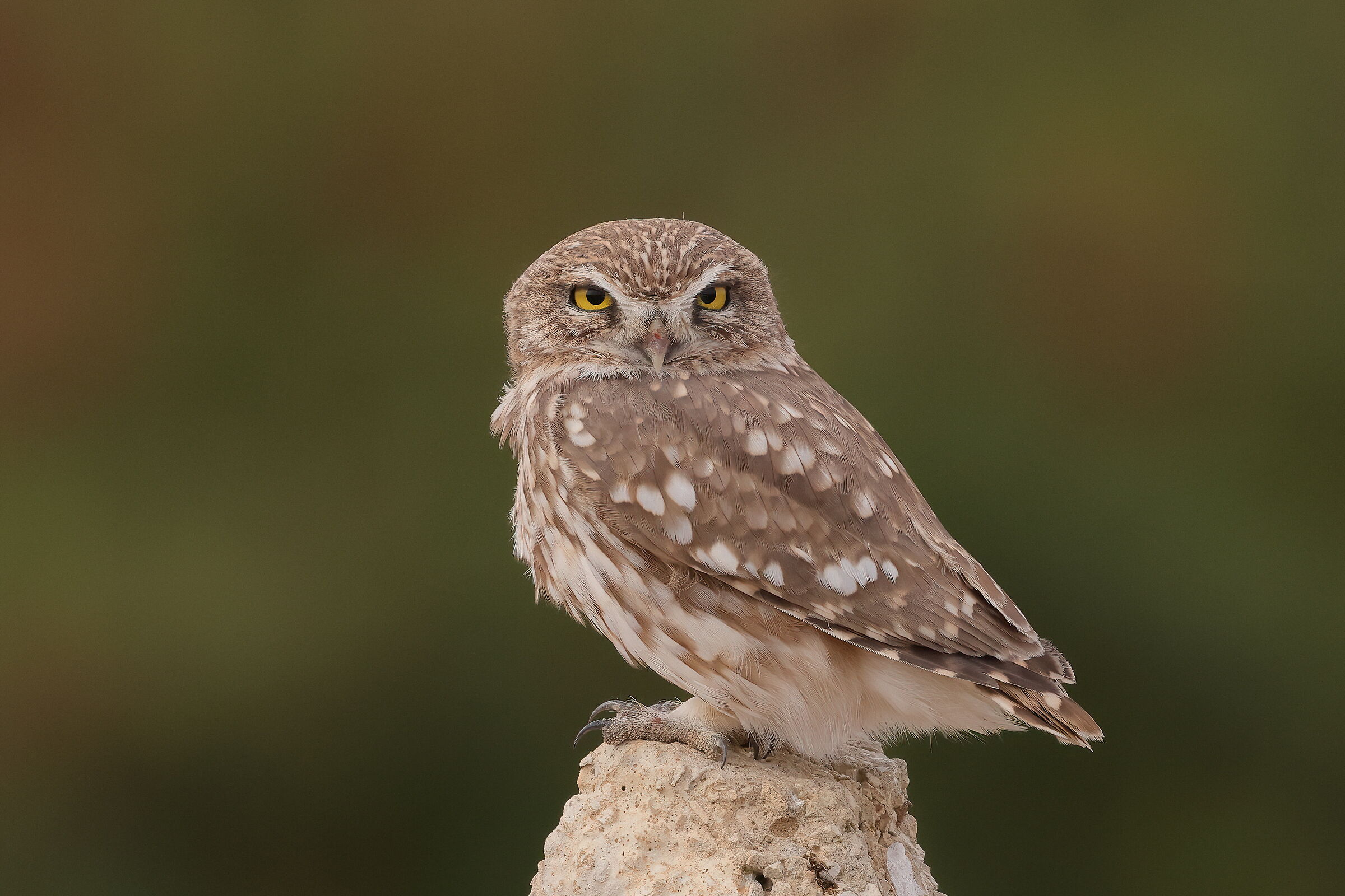 Best regards from Tunisia