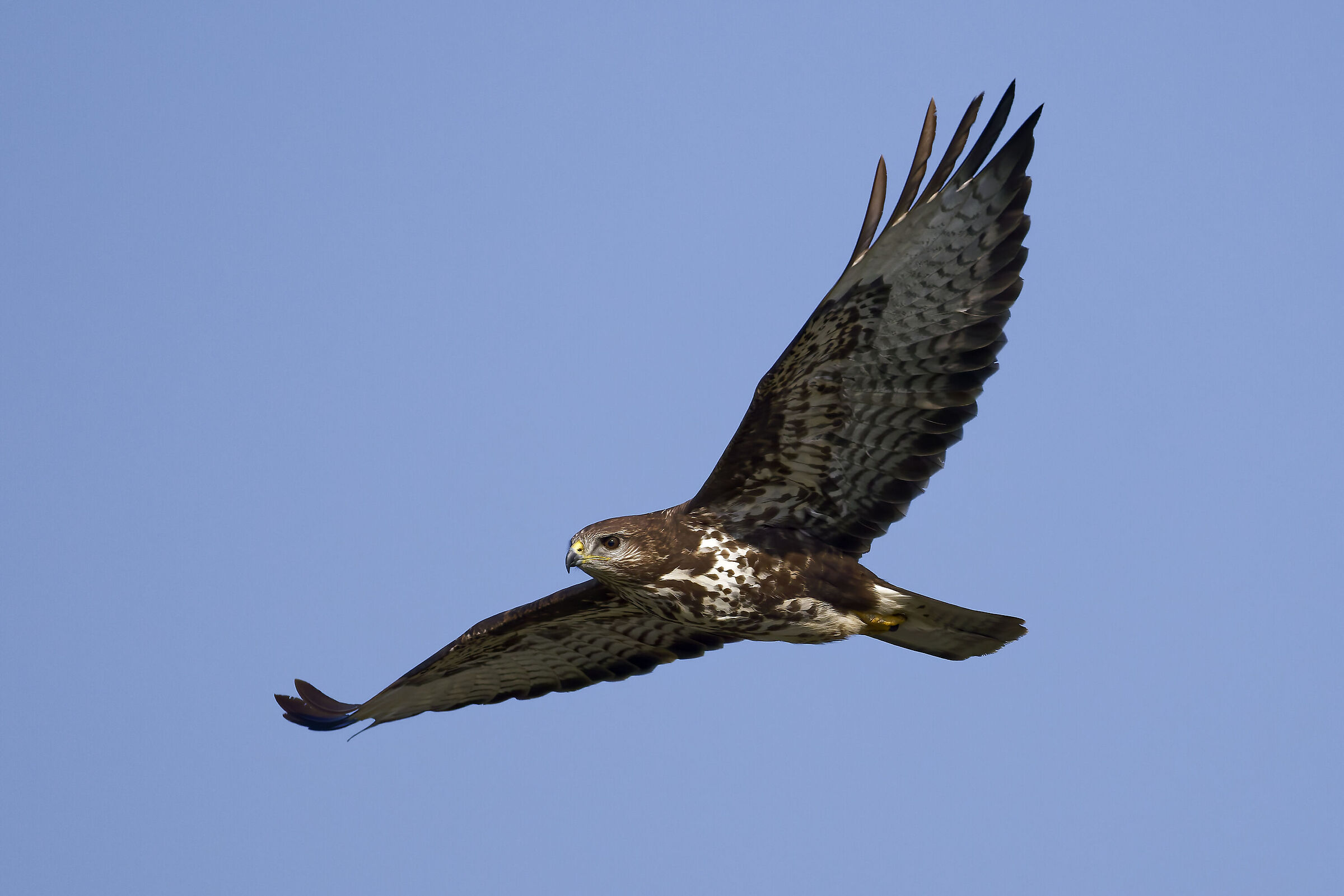 Buzzard hunting