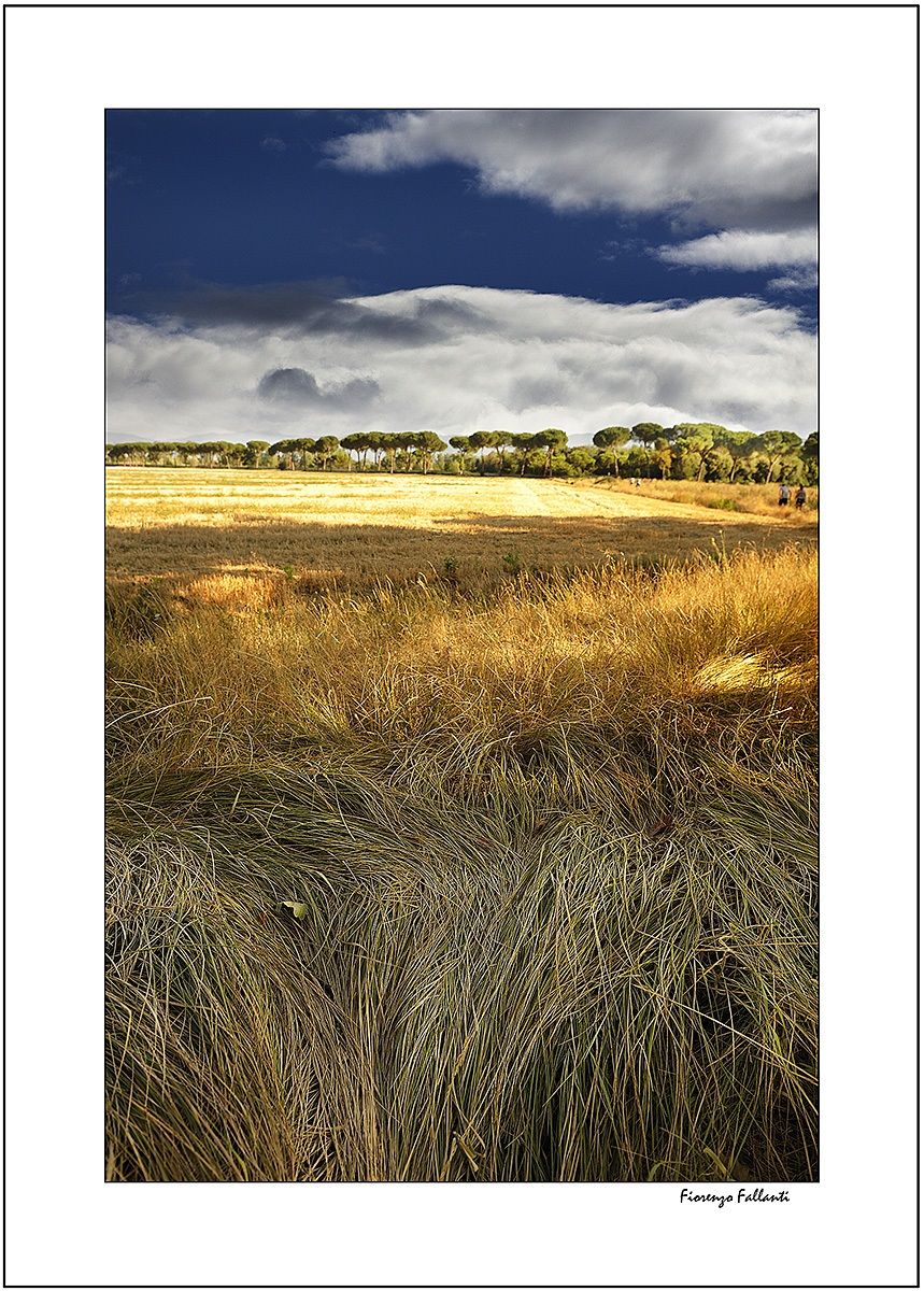 Summer in the suburbs .. ..