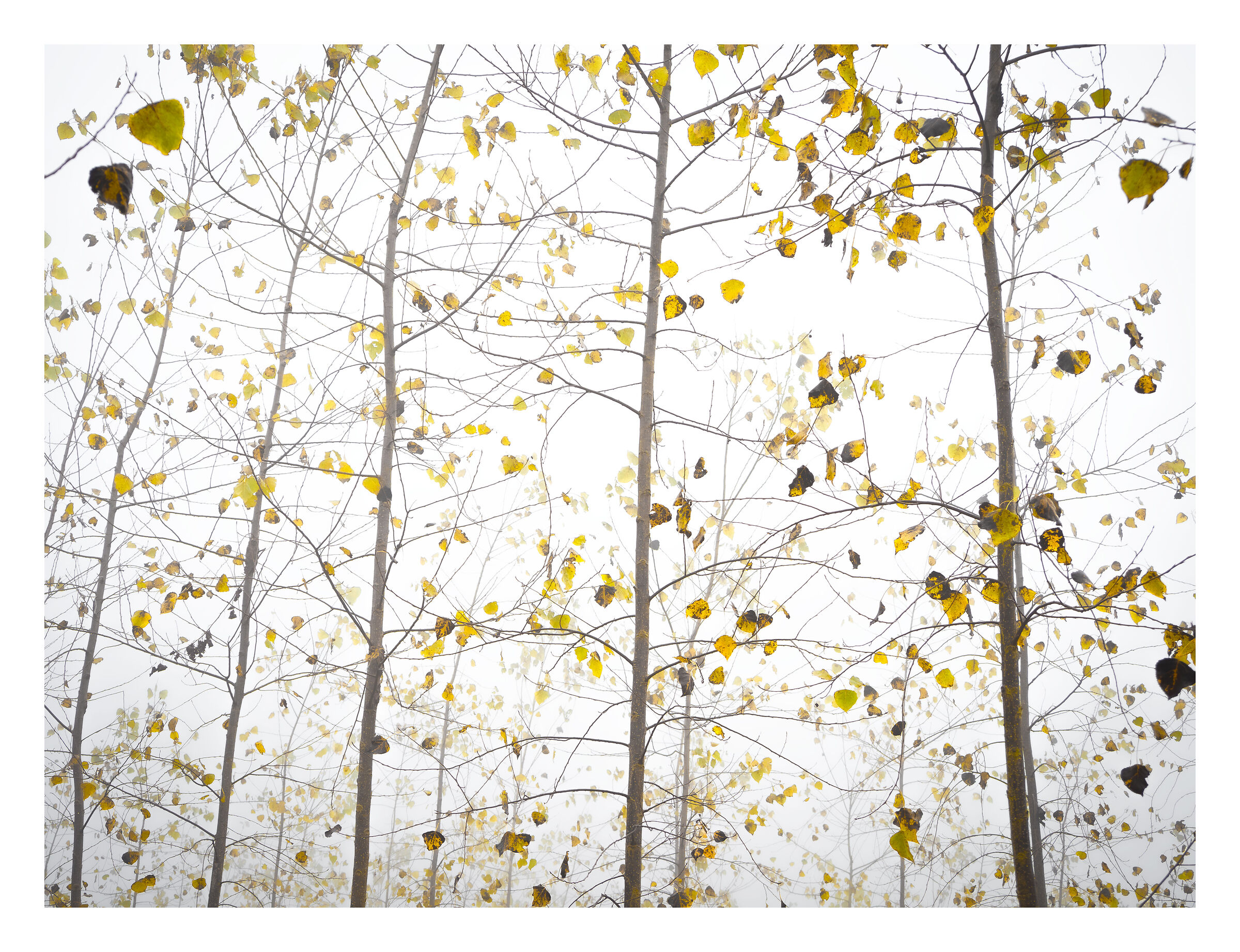 Impalpabile leggerezza