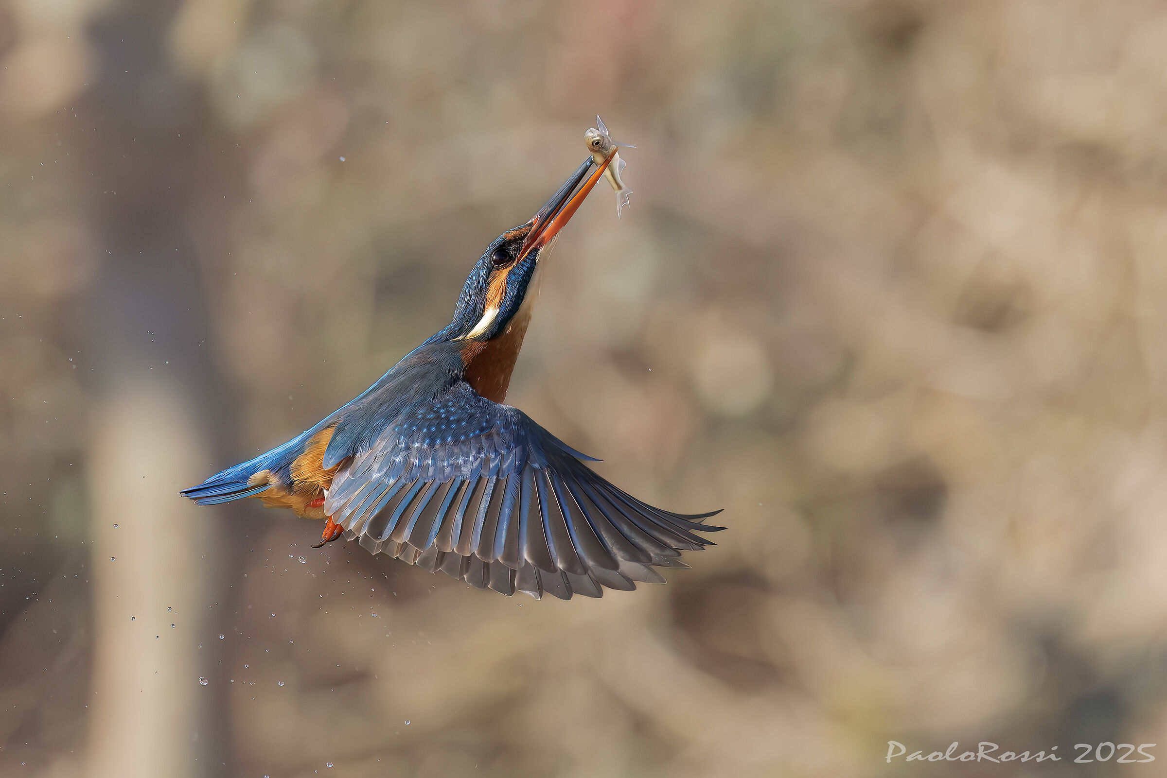 Kingfisher...