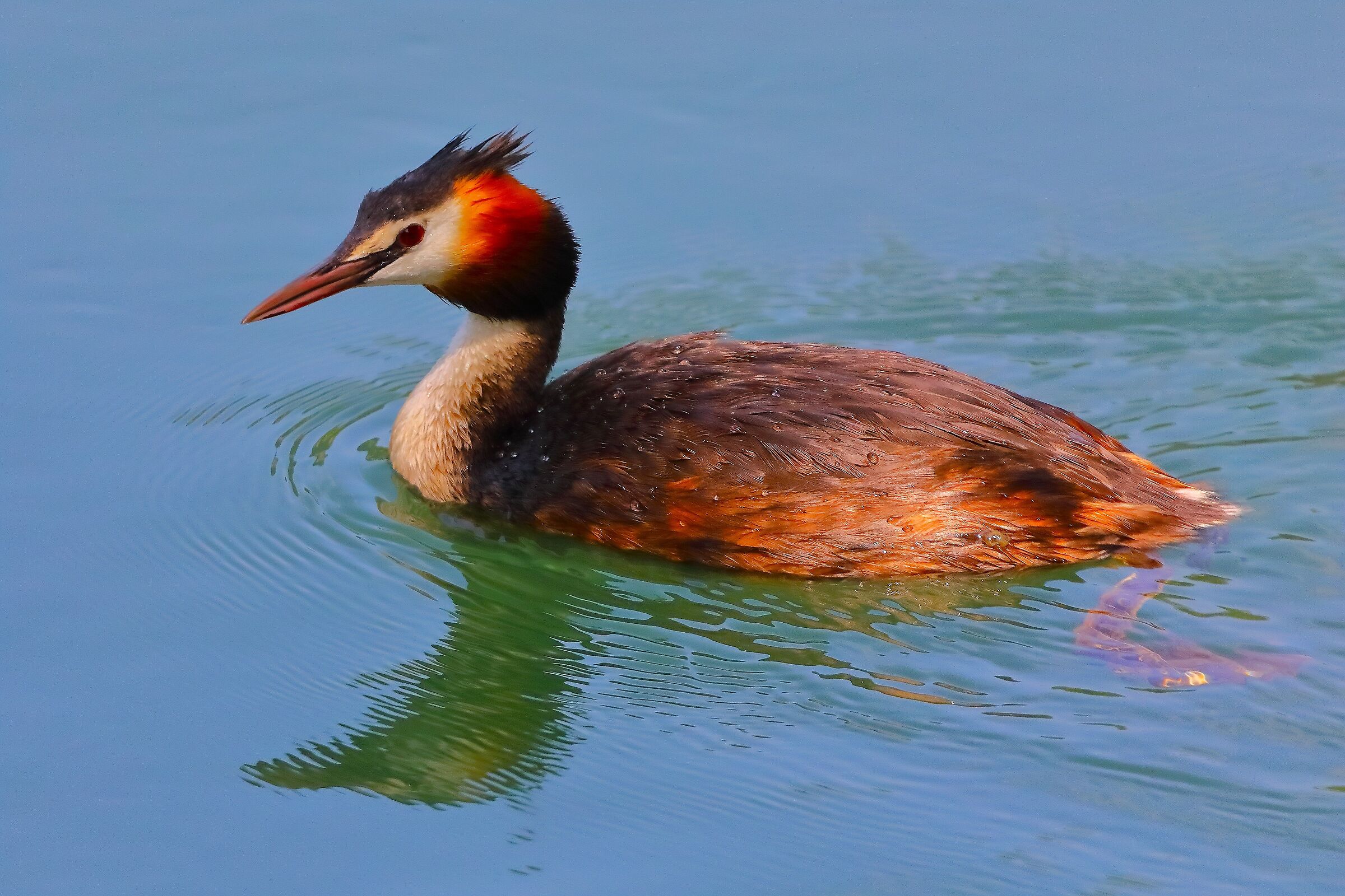 Svasso 08 giugno 2025 - 0013