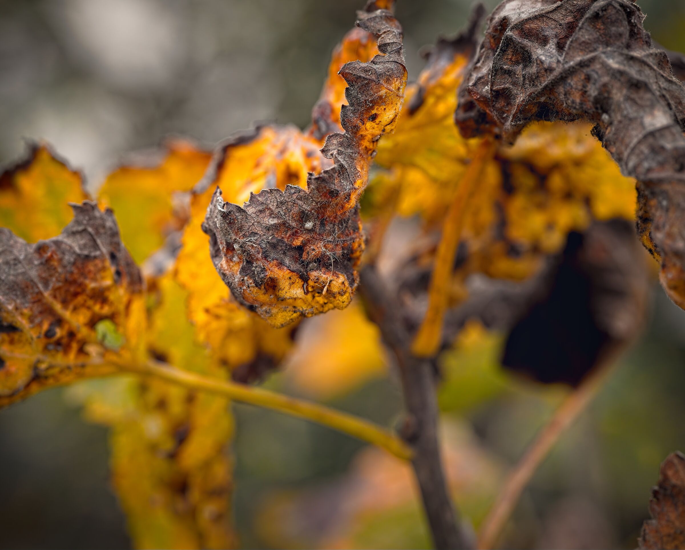 withered leaf