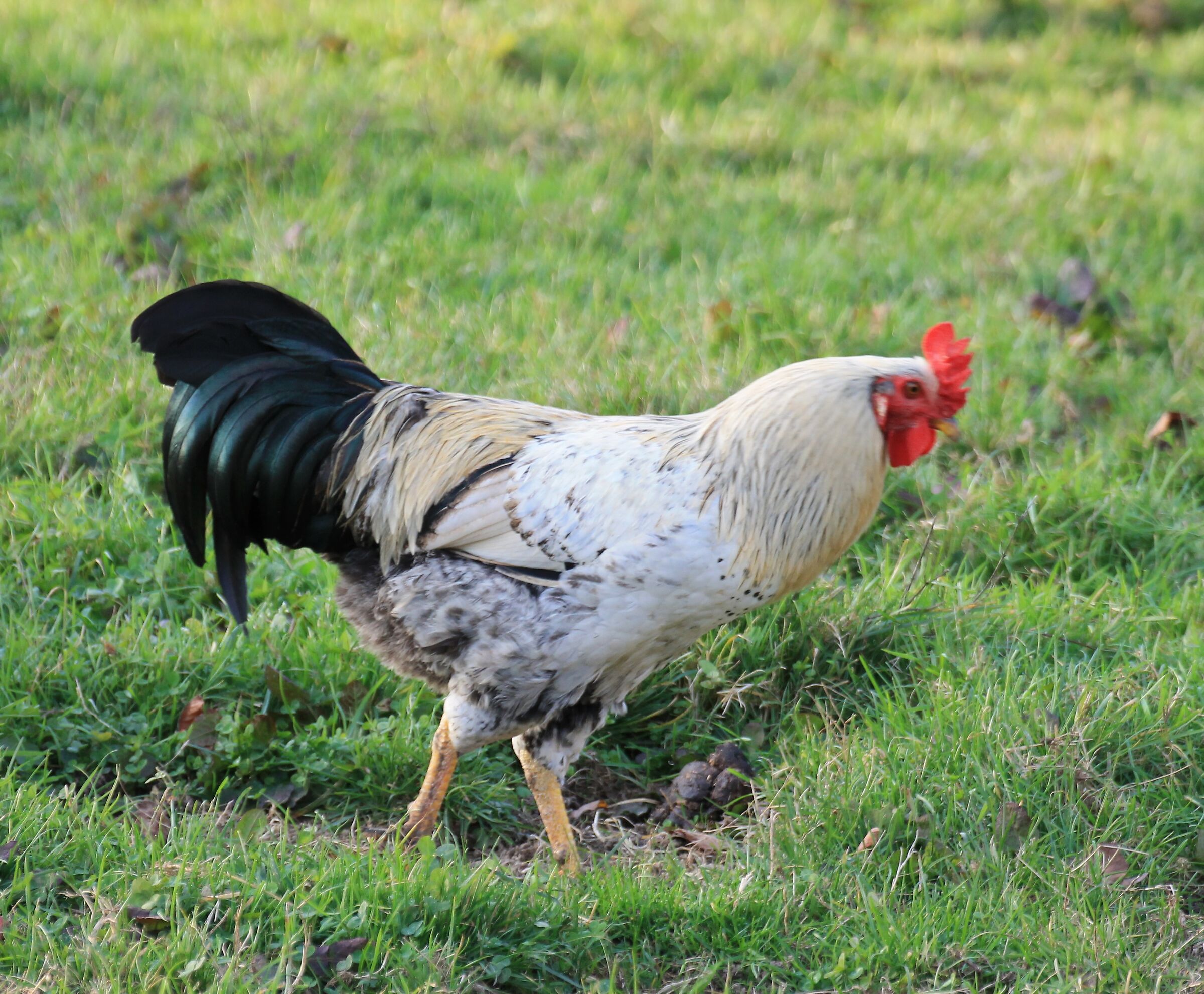 The king of the chicken coop