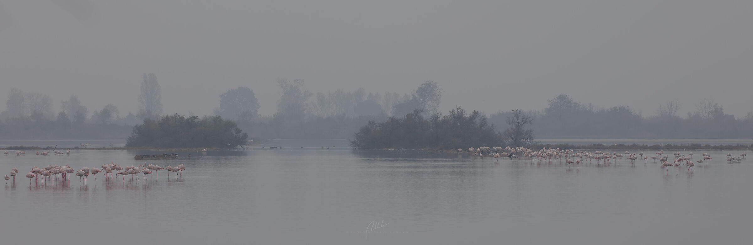 flamingos in the fog