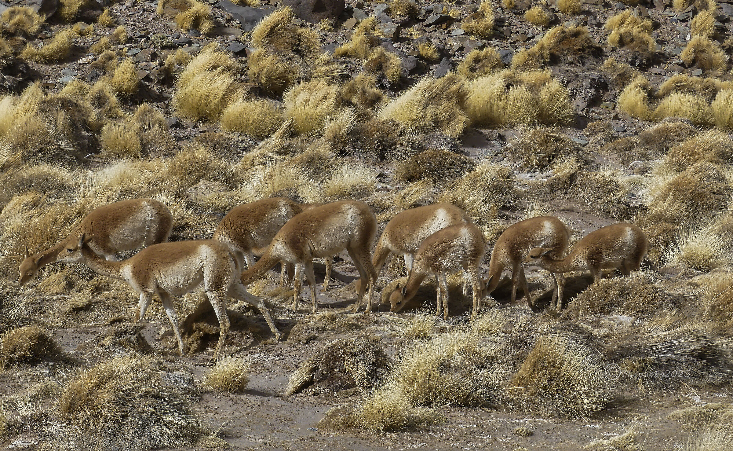 Travel meetings...... (vicuñas)