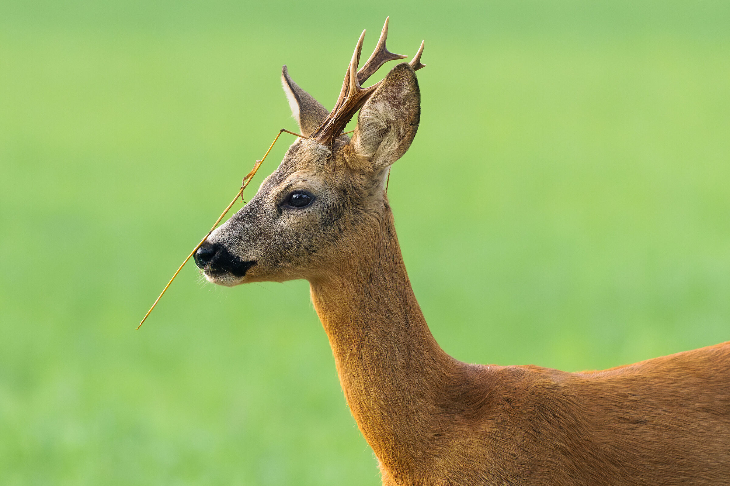 Capriolo