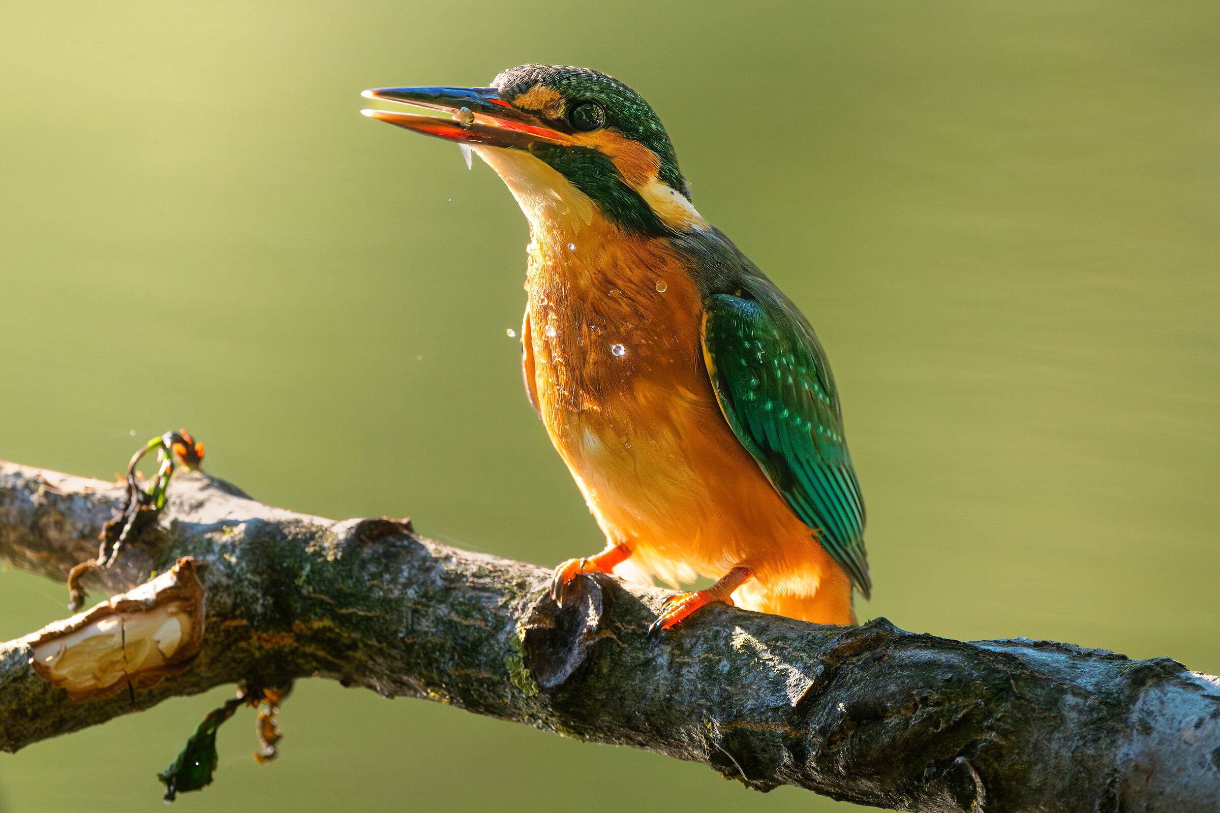 Kingfisher