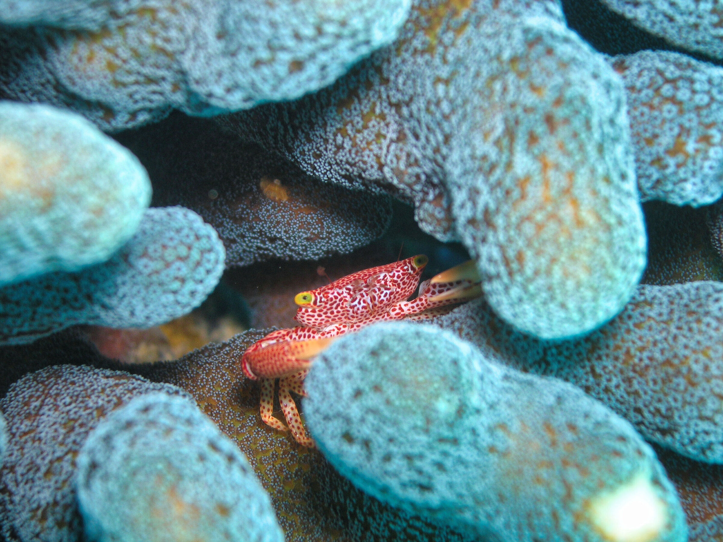 Porcelain crab (Neopetrolisthes maculatus)
