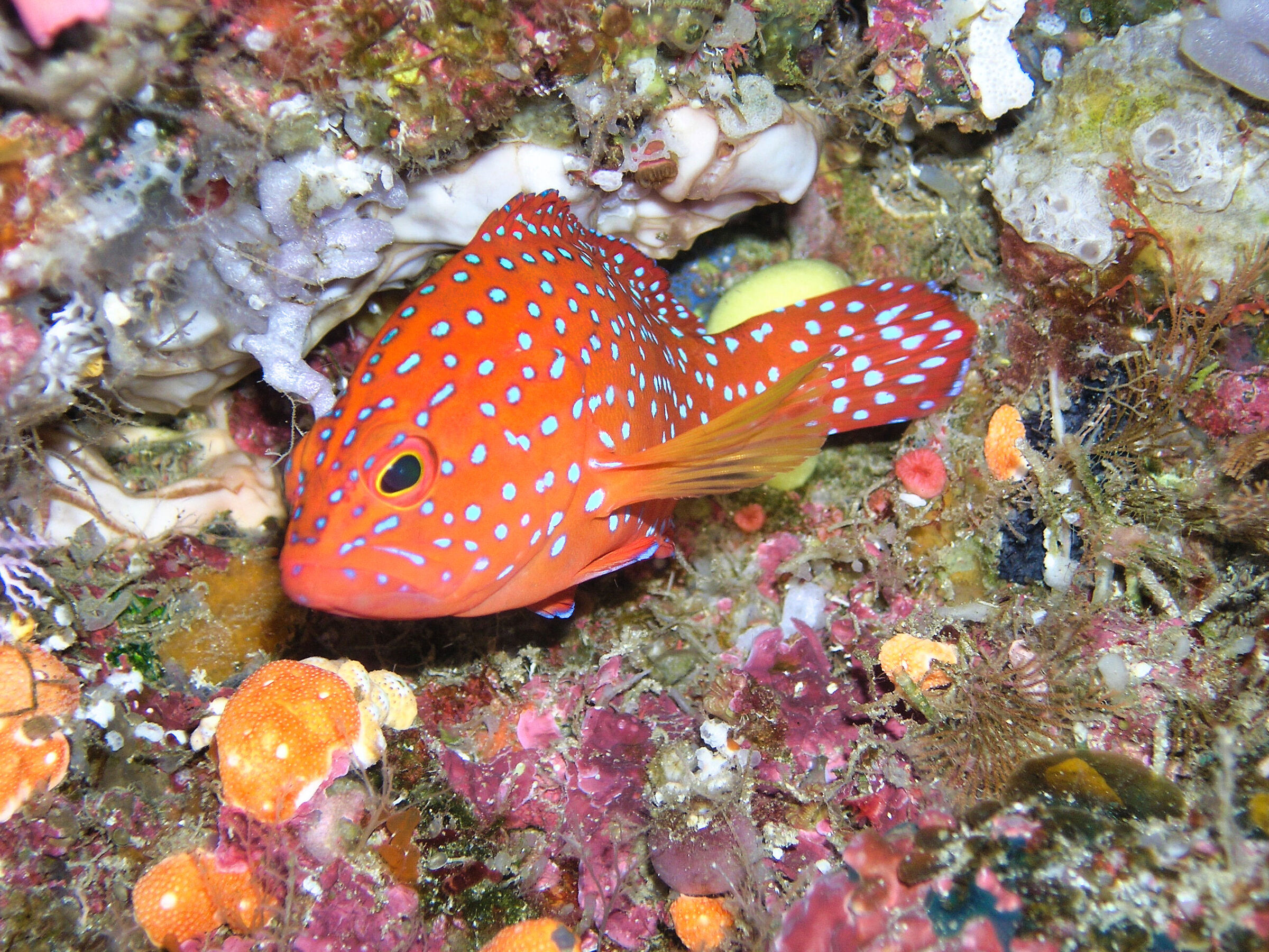 Coral grouper (Cephalopholis miniata)