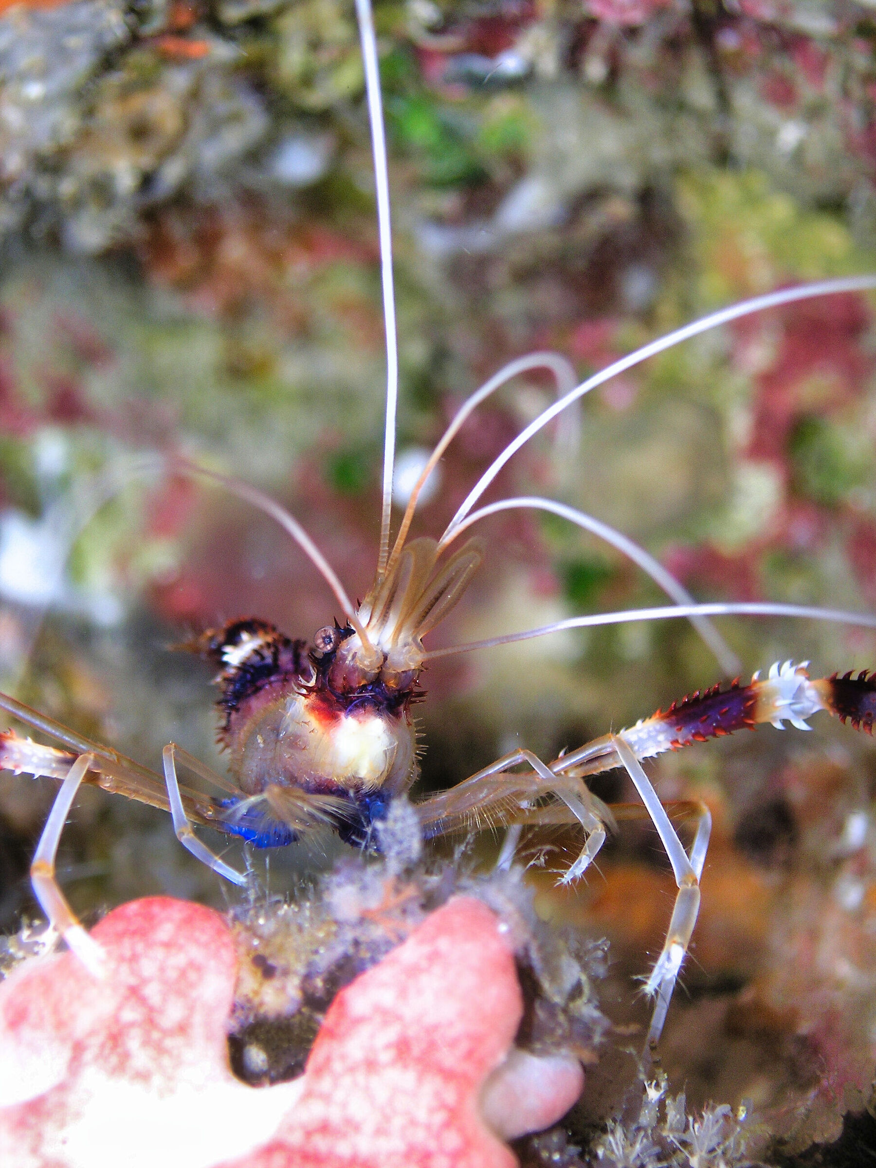 Banded boxer shrimp (Stenopus hispidus)