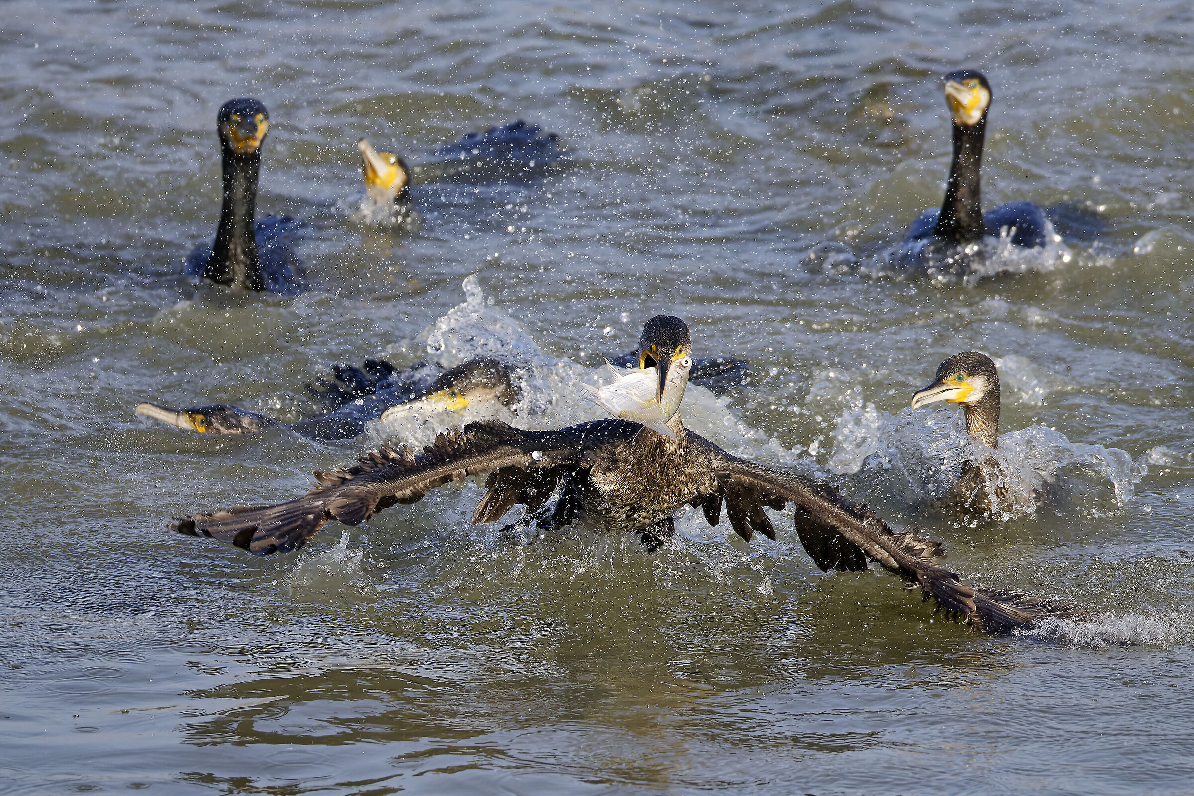Cormorant hunting