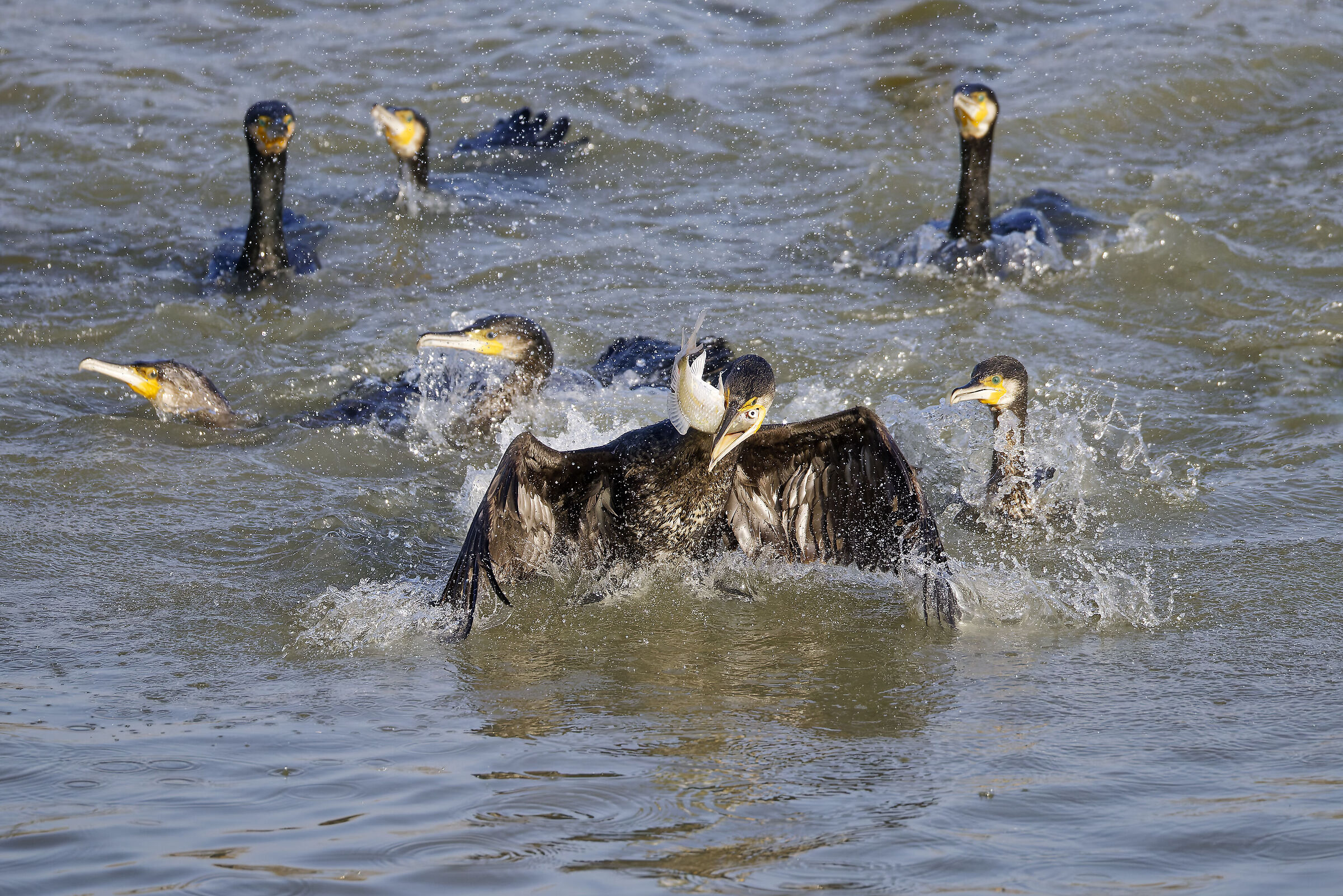 Cormorant hunting