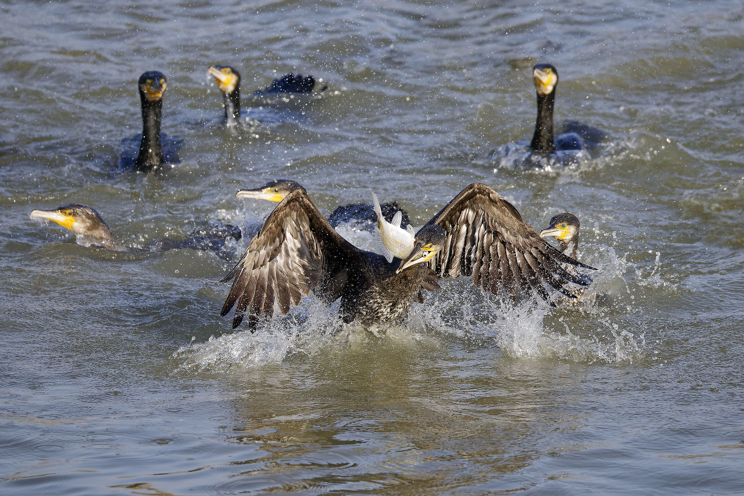 Cormorant hunting