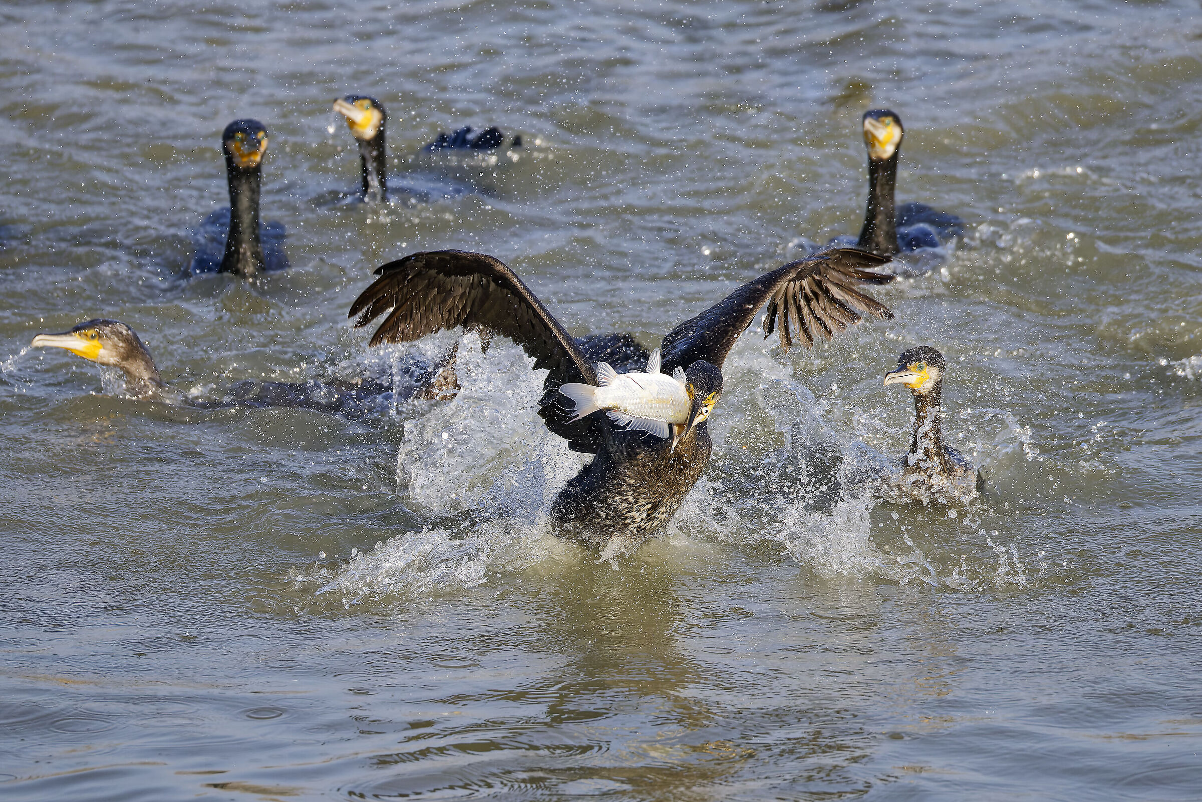 Cormorant hunting