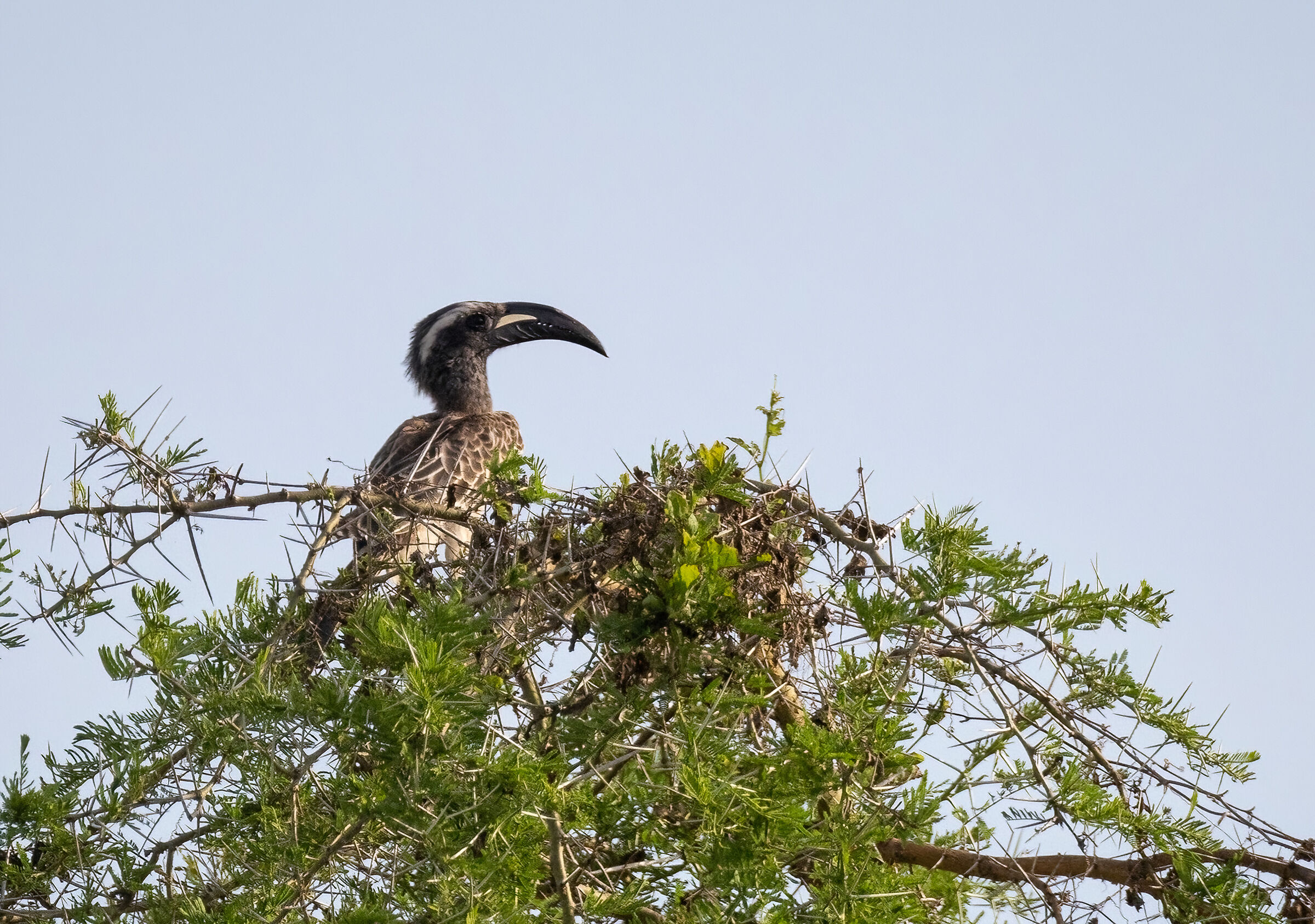 African Grey Hornbill