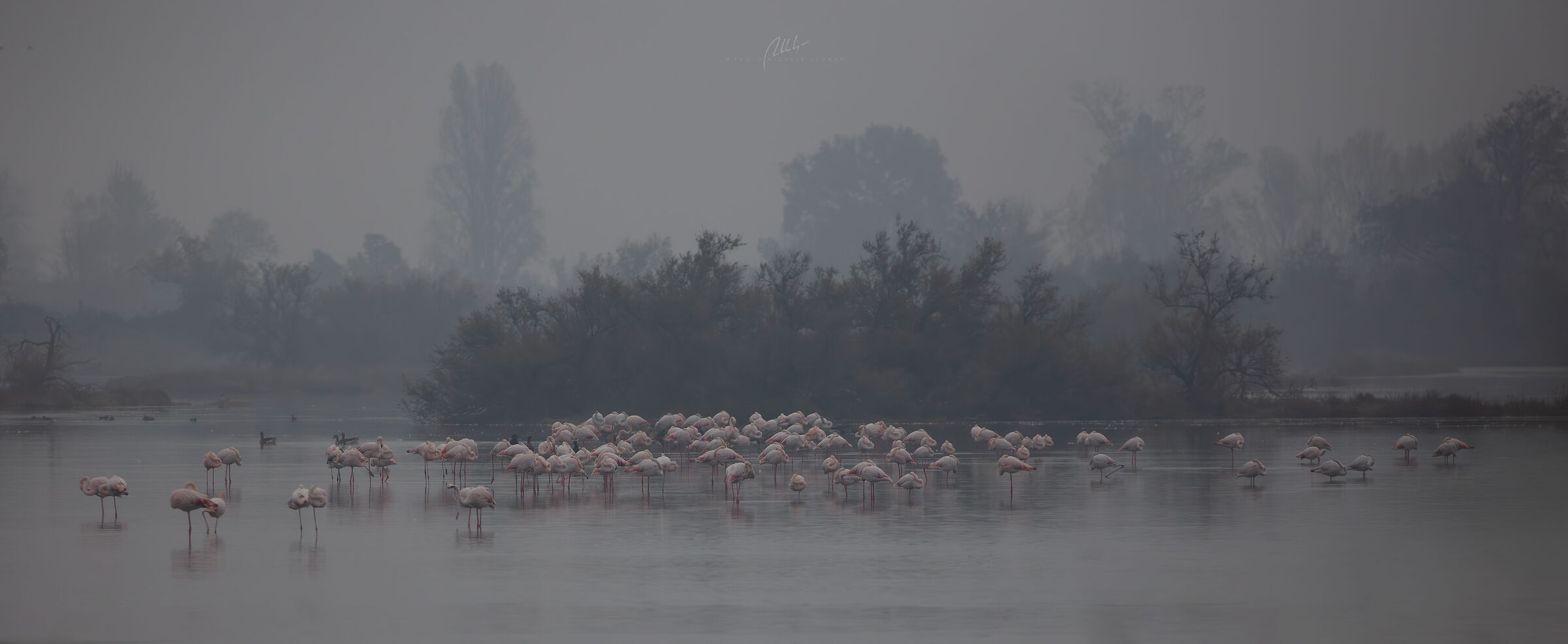 flamingos in the fog